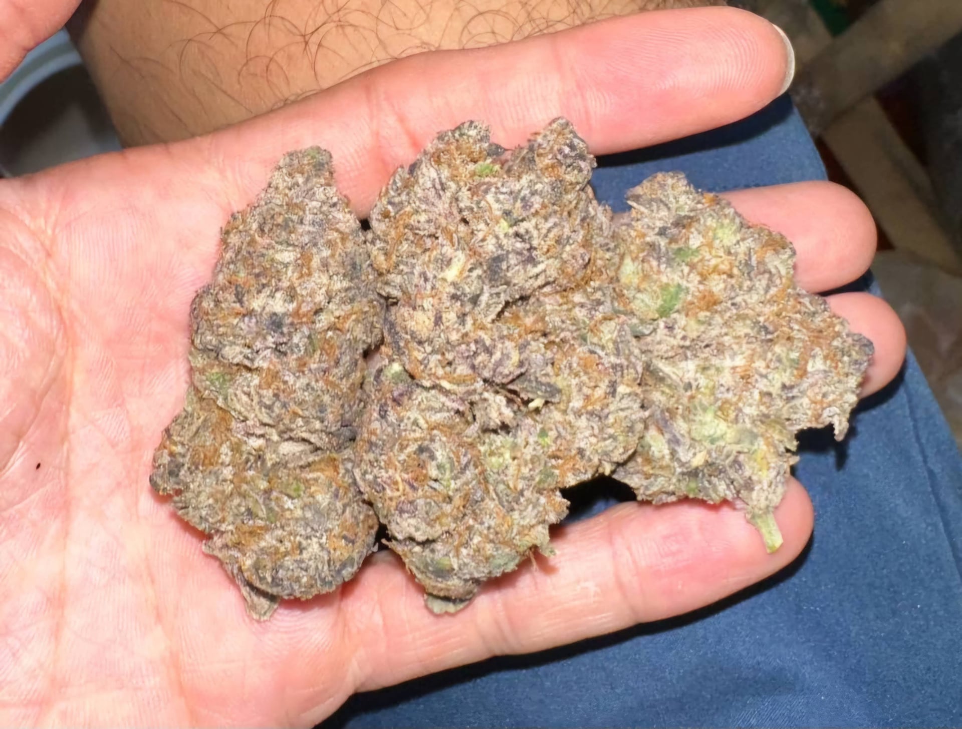 King Kush Garden - KKG .Co .