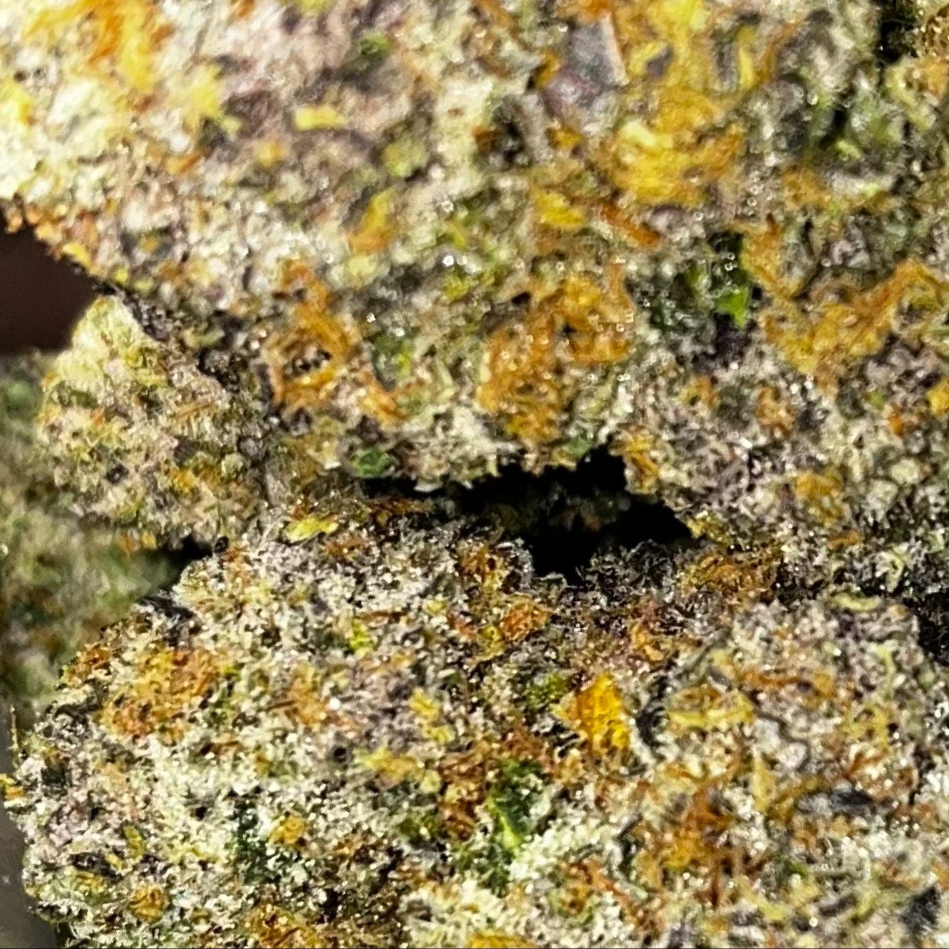 Craft Web3 MusicLab X DANK Cannabis Club & Soul Food