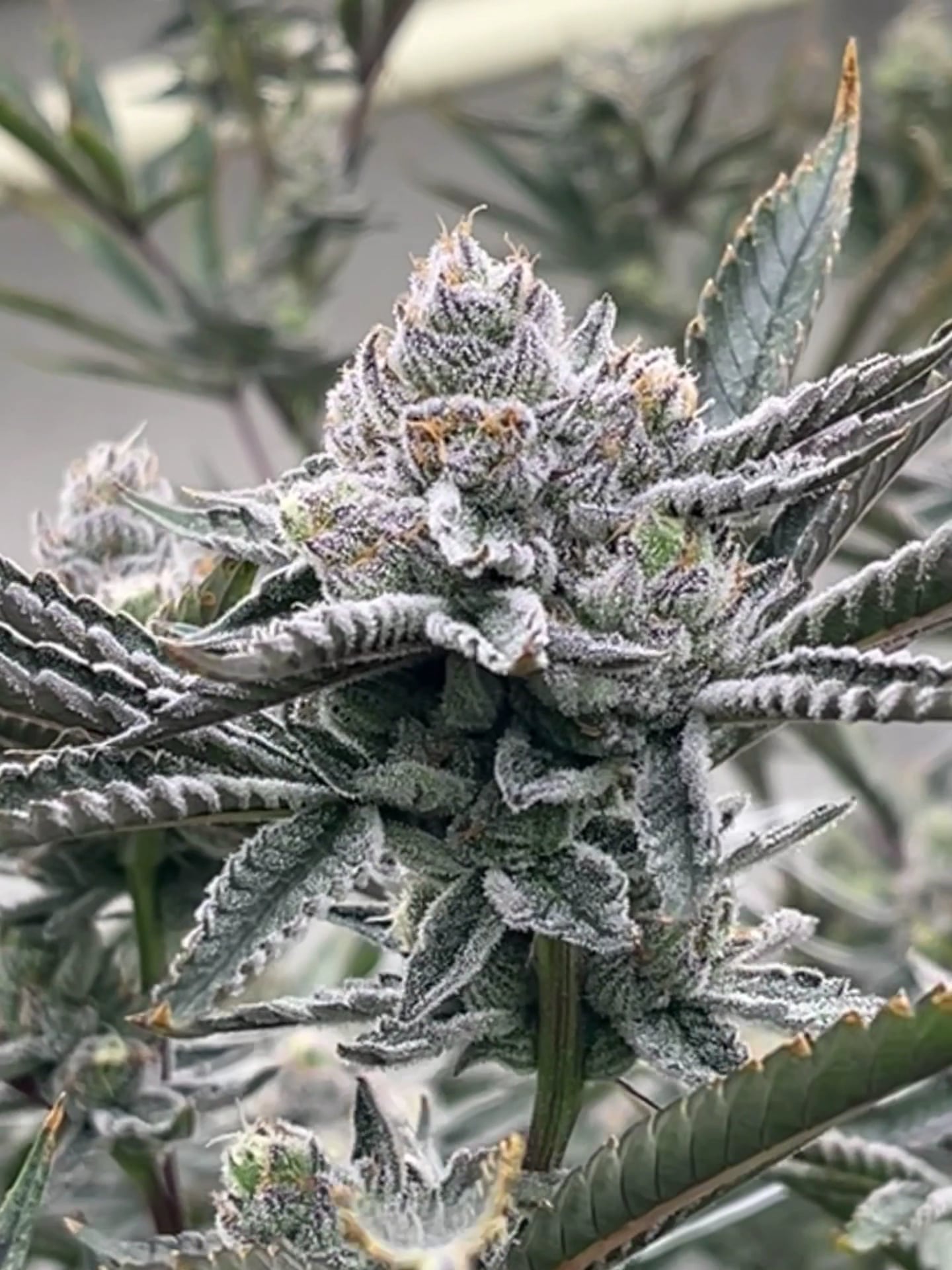 High Harvest Cannabis Gallery Shop & Farm Weed