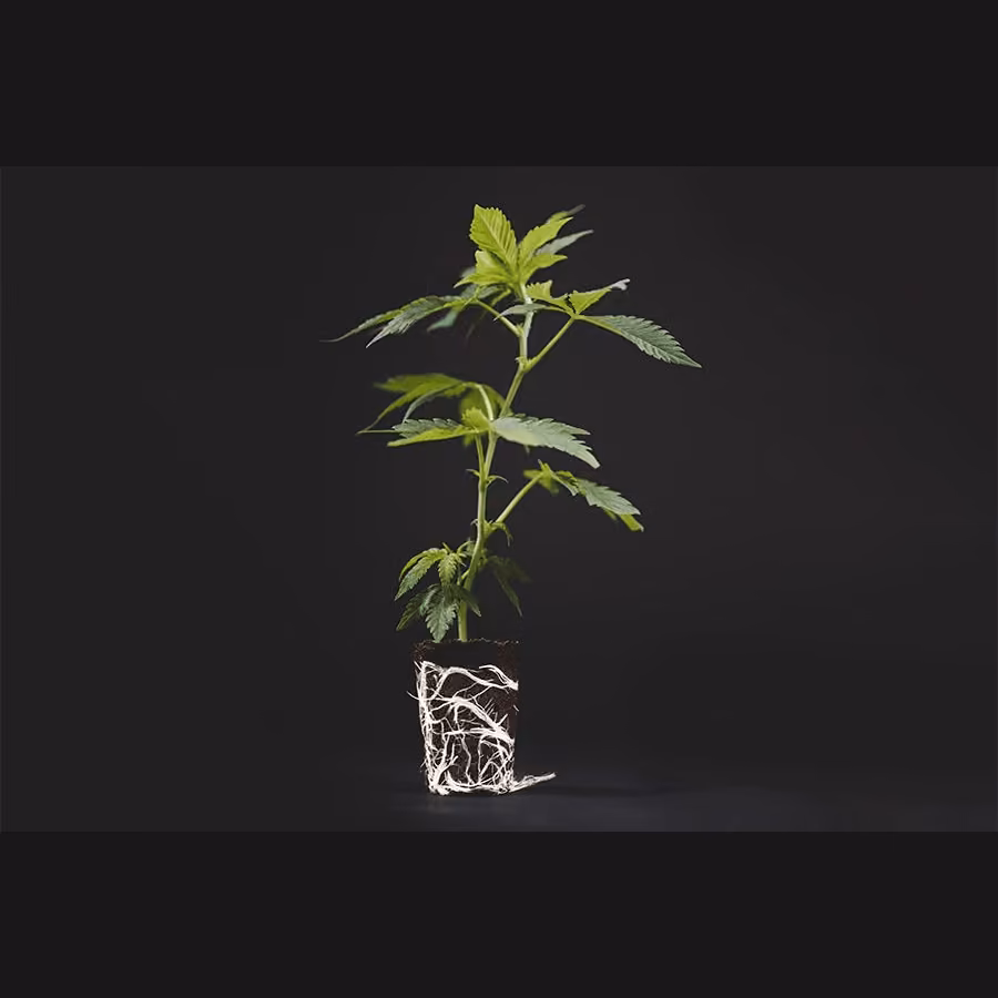 Cannabis Dispensary Siam-cuttings in Nong Bua Lamphu logo