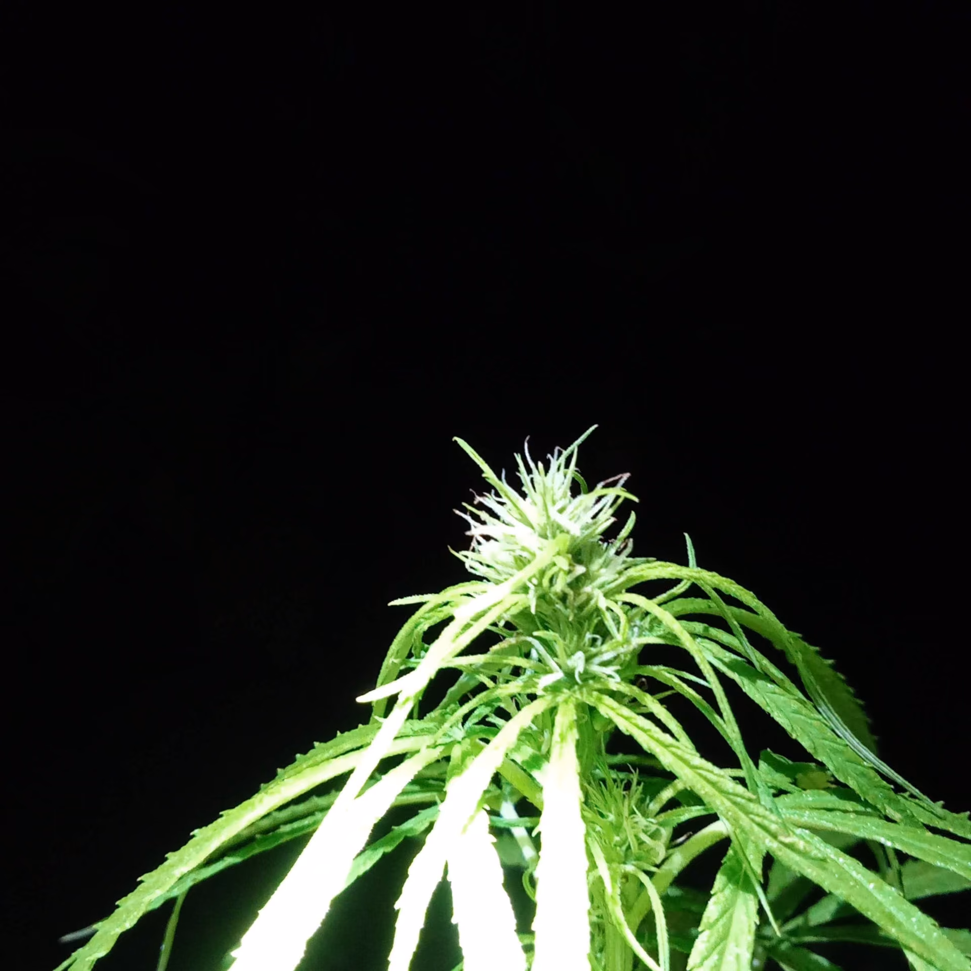 Cannabis Dispensary Kay_cha Buri in Kanchanaburi logo