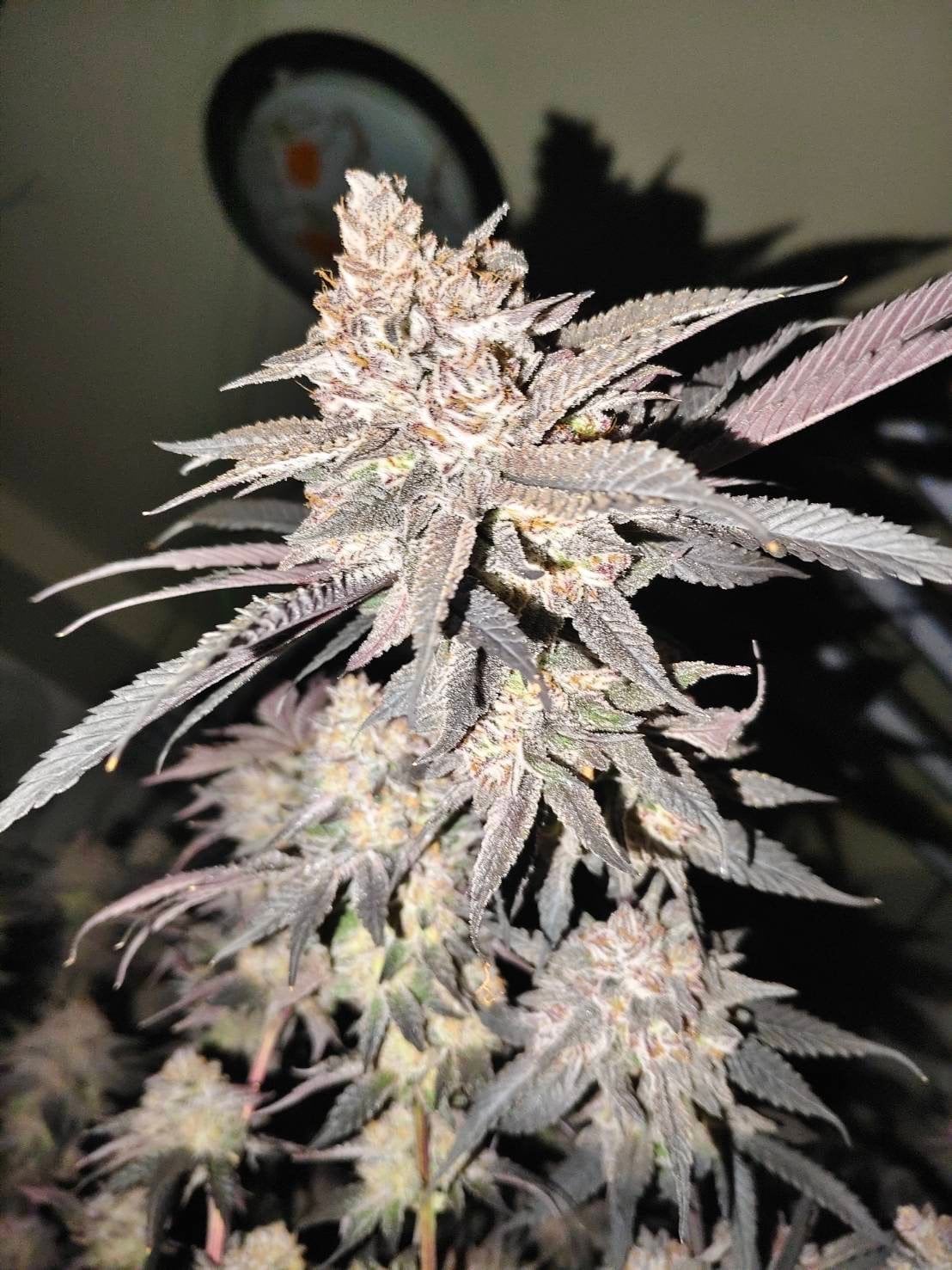 Happyisland X Baan Chainarong OG by.Phra Ae