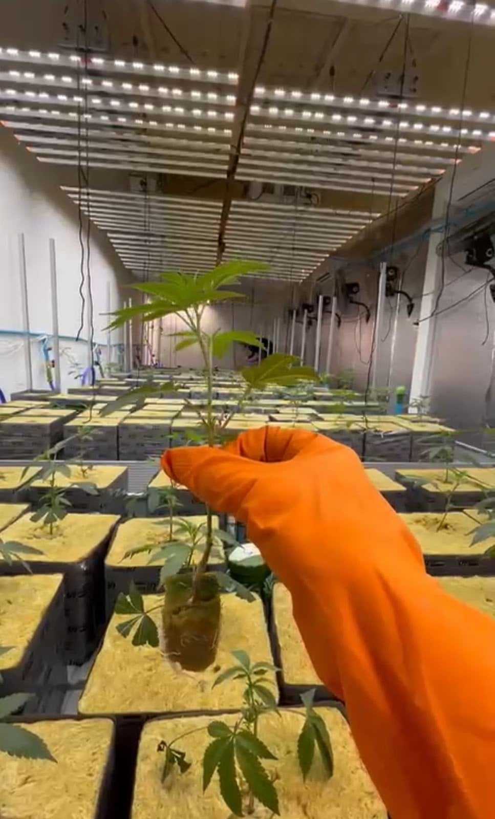 Space Gardens