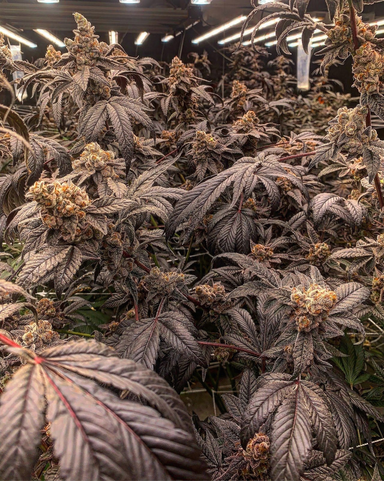 Rolling Joint Farm Quality Flowers