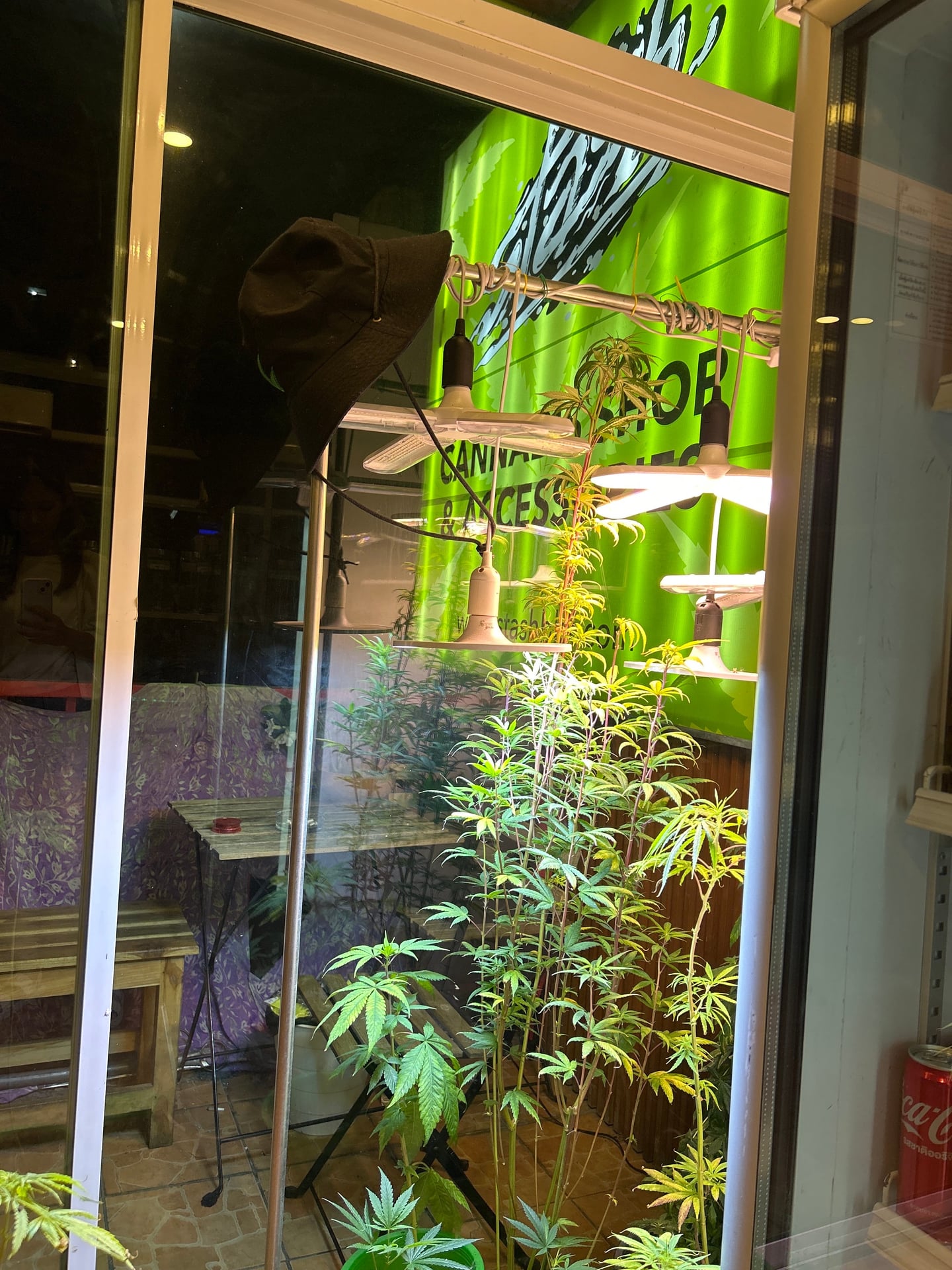HollyWeed EXPRESS On Nut Cannabis