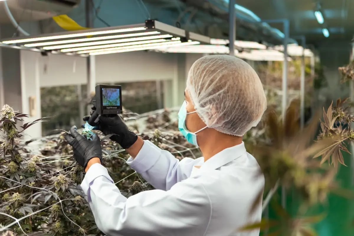 The Right Global Trading Co.,Ltd. RGTcannabis Farm