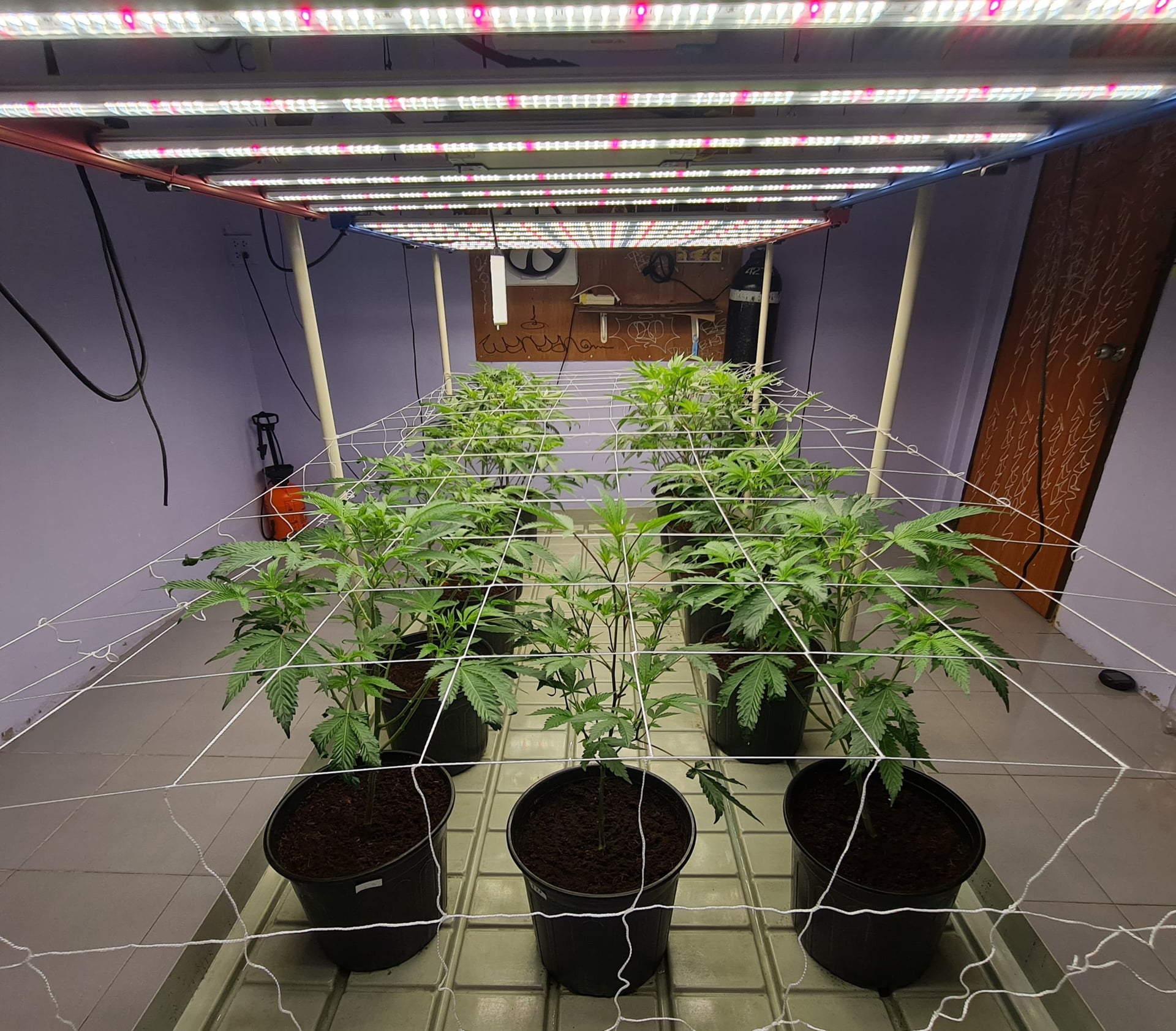 I'am Grower Cannabis