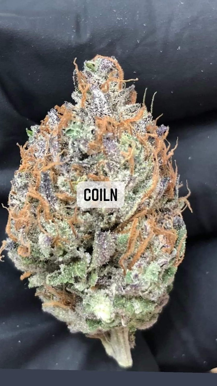 Og Land