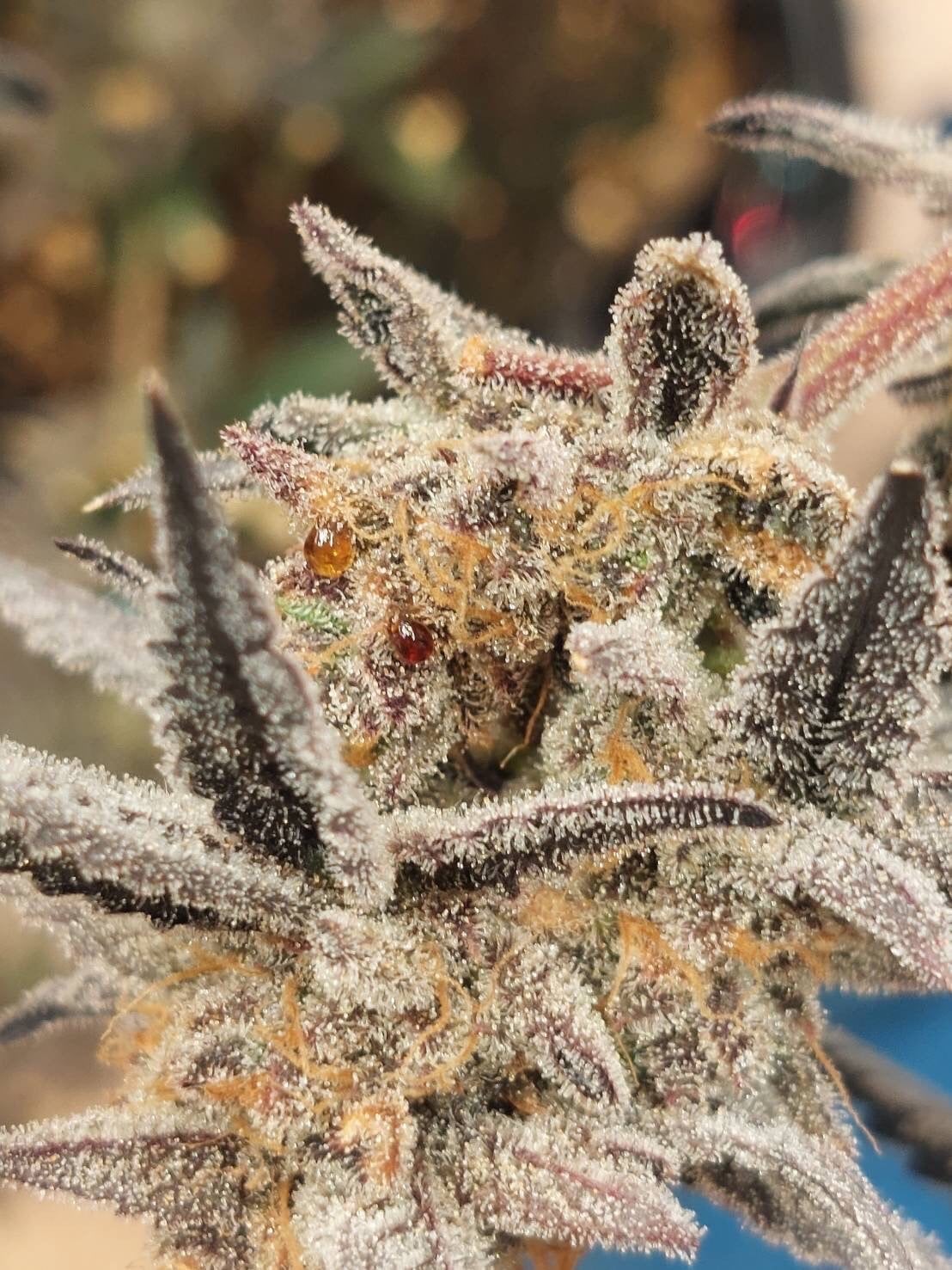 Astrolab Weed Delivery