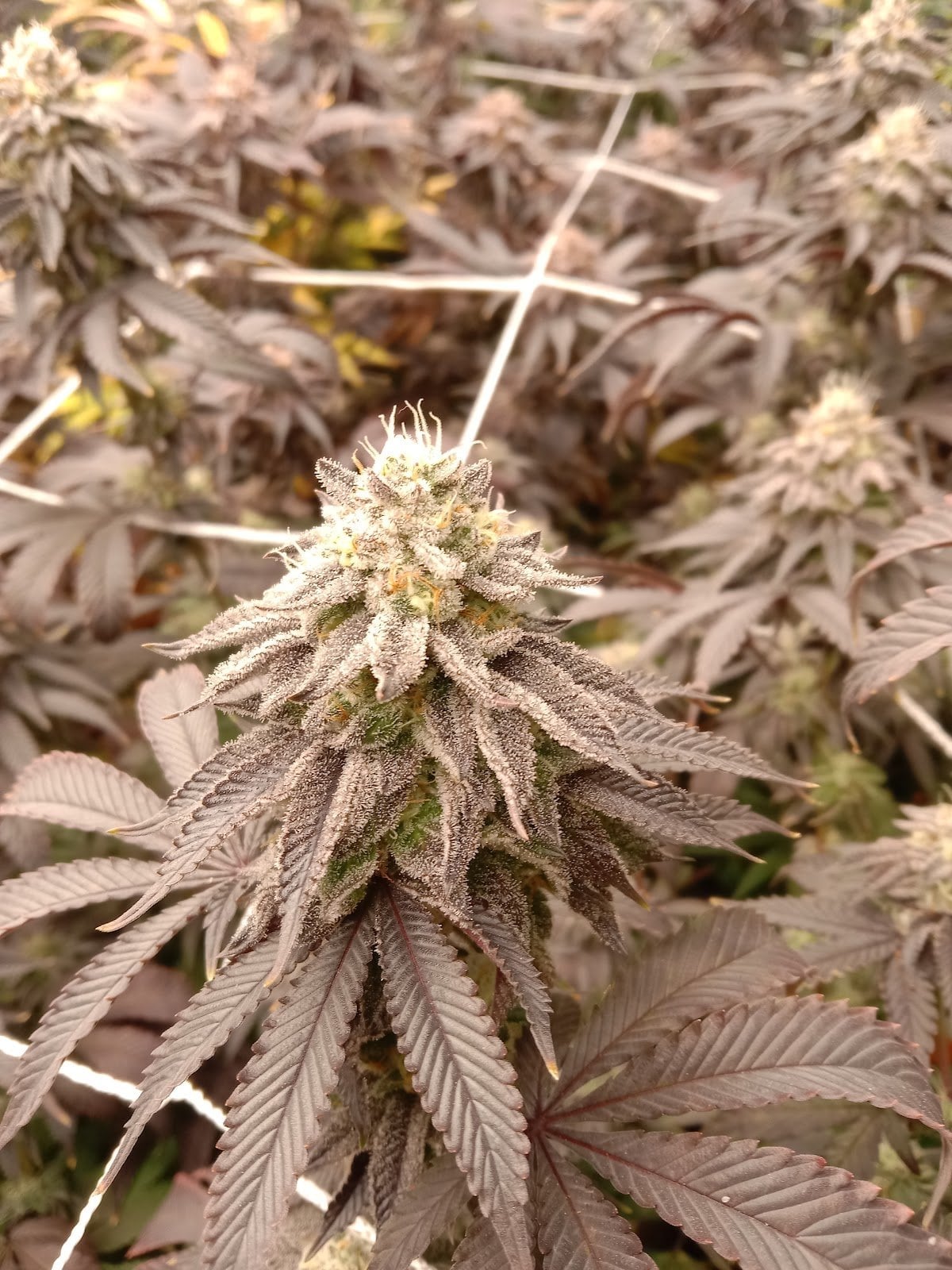 Ecologic Cannabis Farm