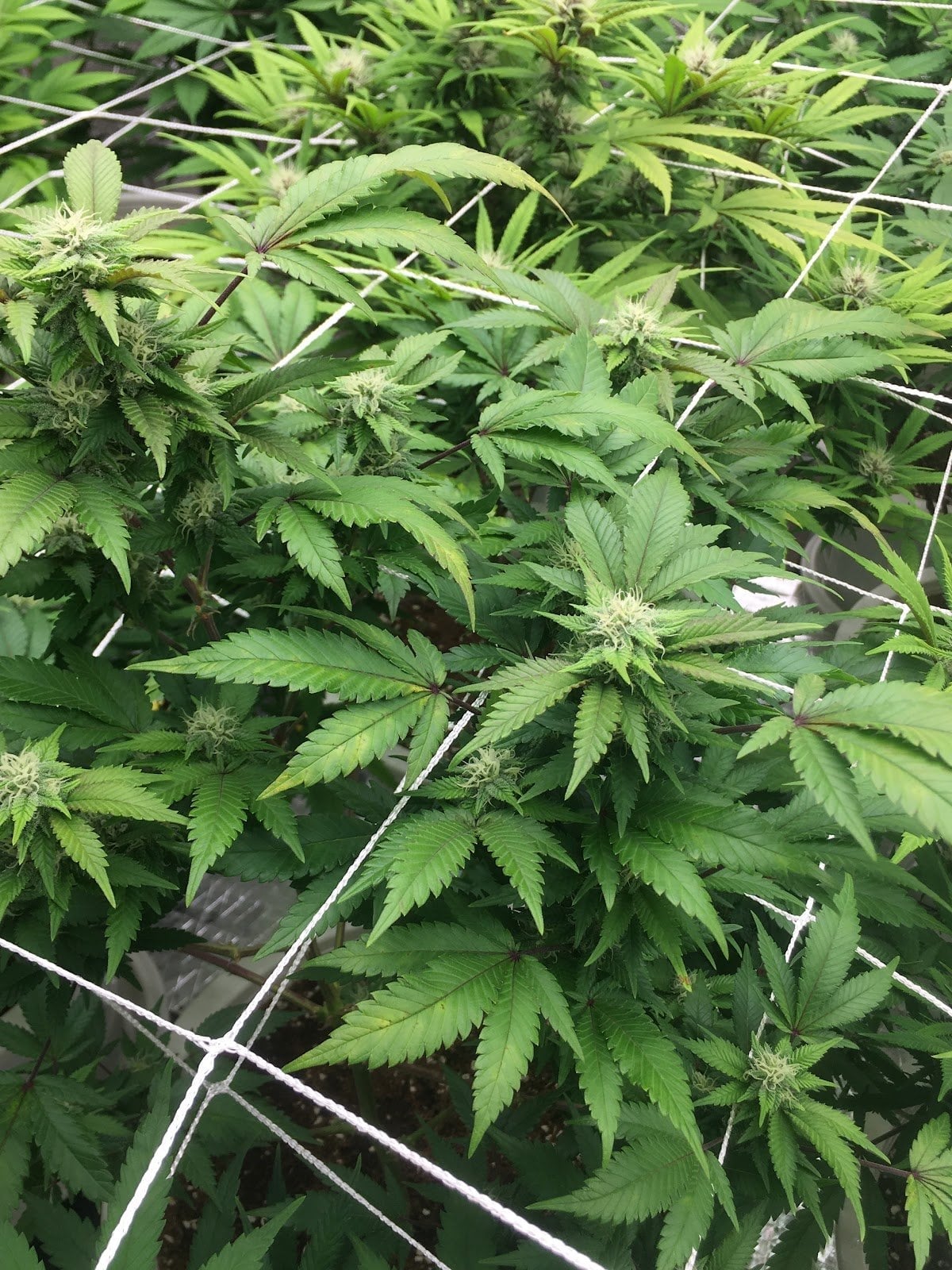 KT Cannabis Cafe & Farm In Chonburi