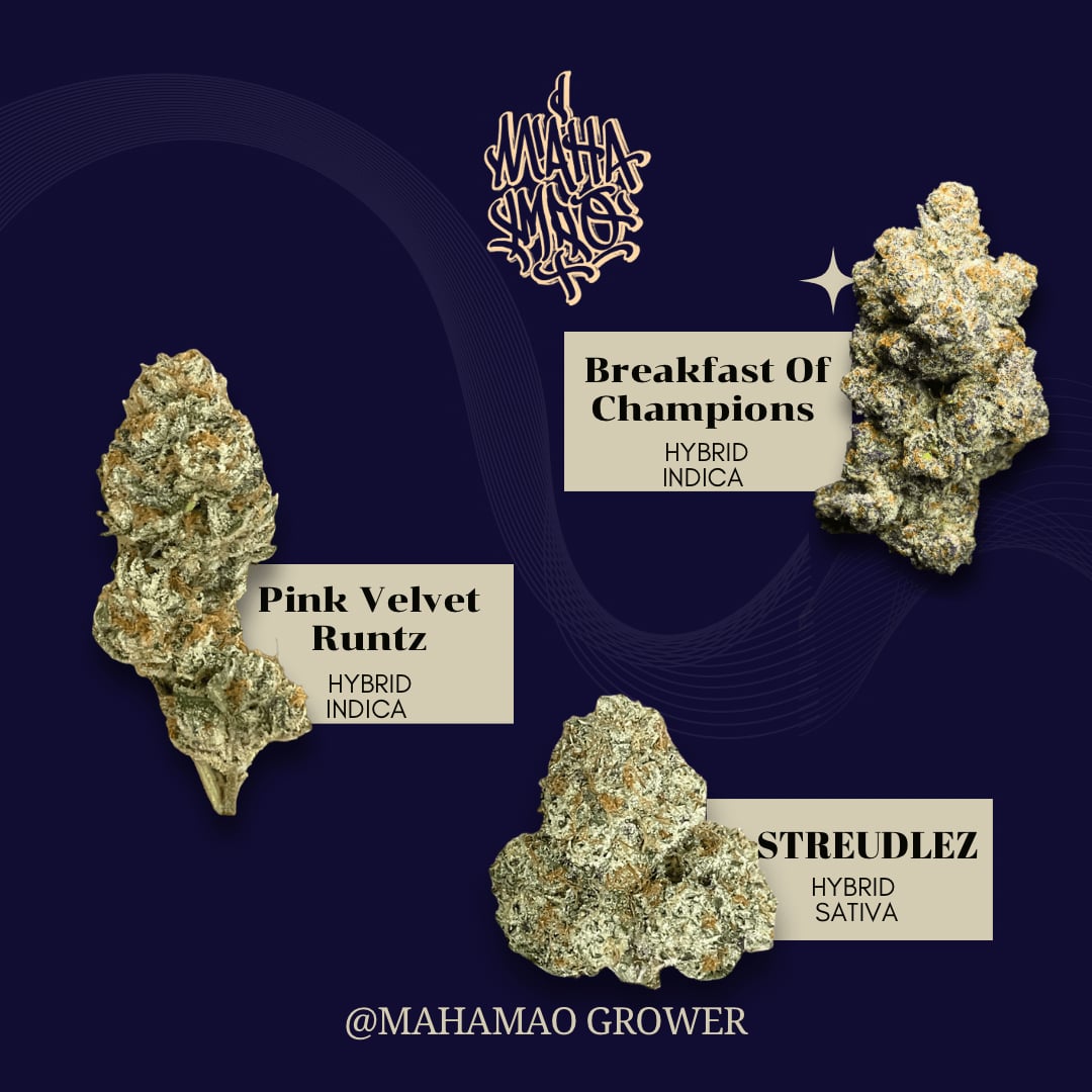 Nonthaburiの大麻ショップ Mahamao Cannabis I Delivery Only ロゴ