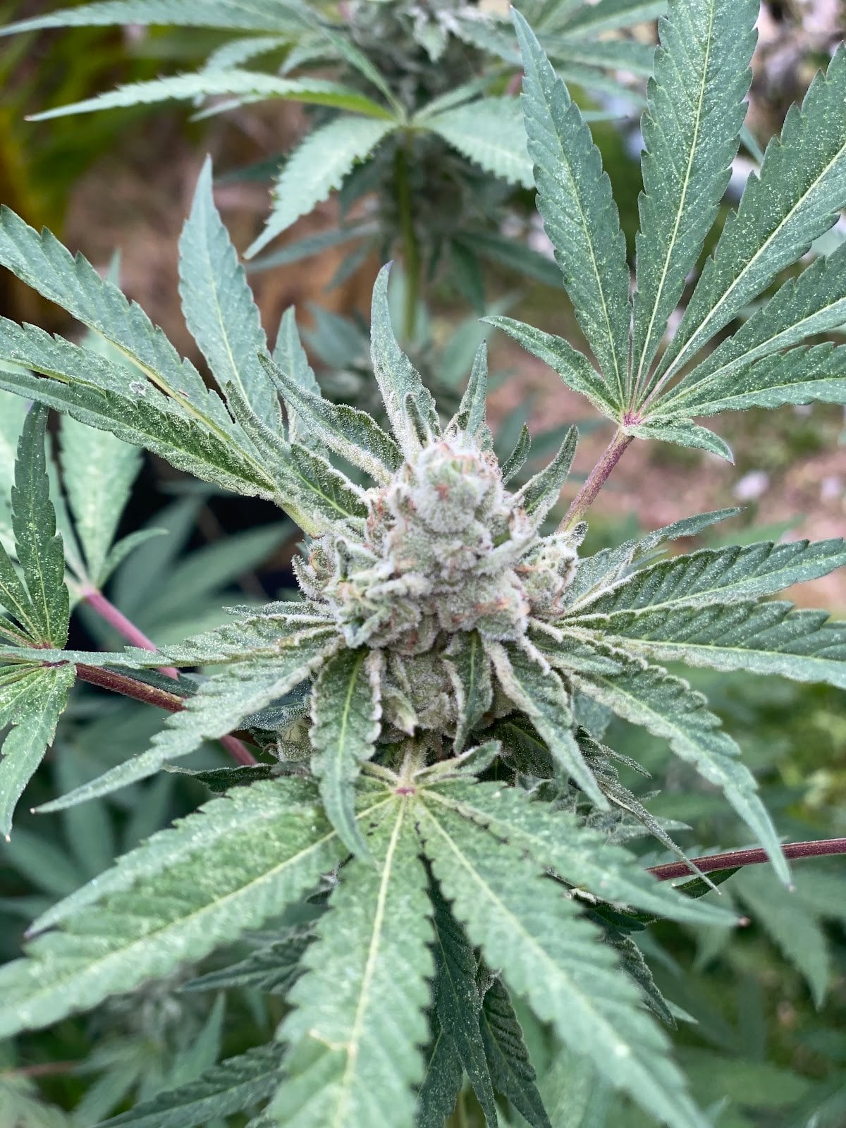 MR.Surprise Cannabis