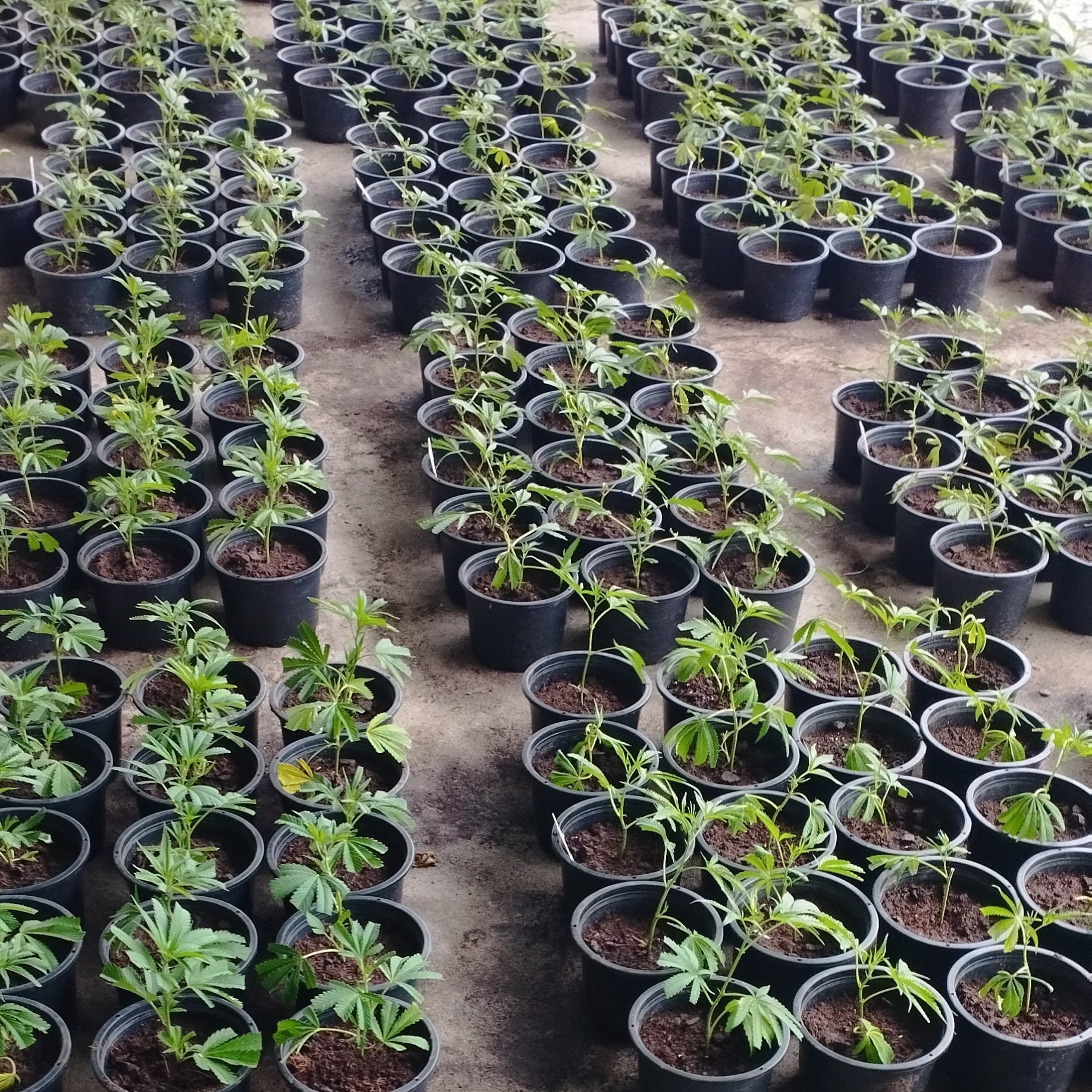 Ganja Garden