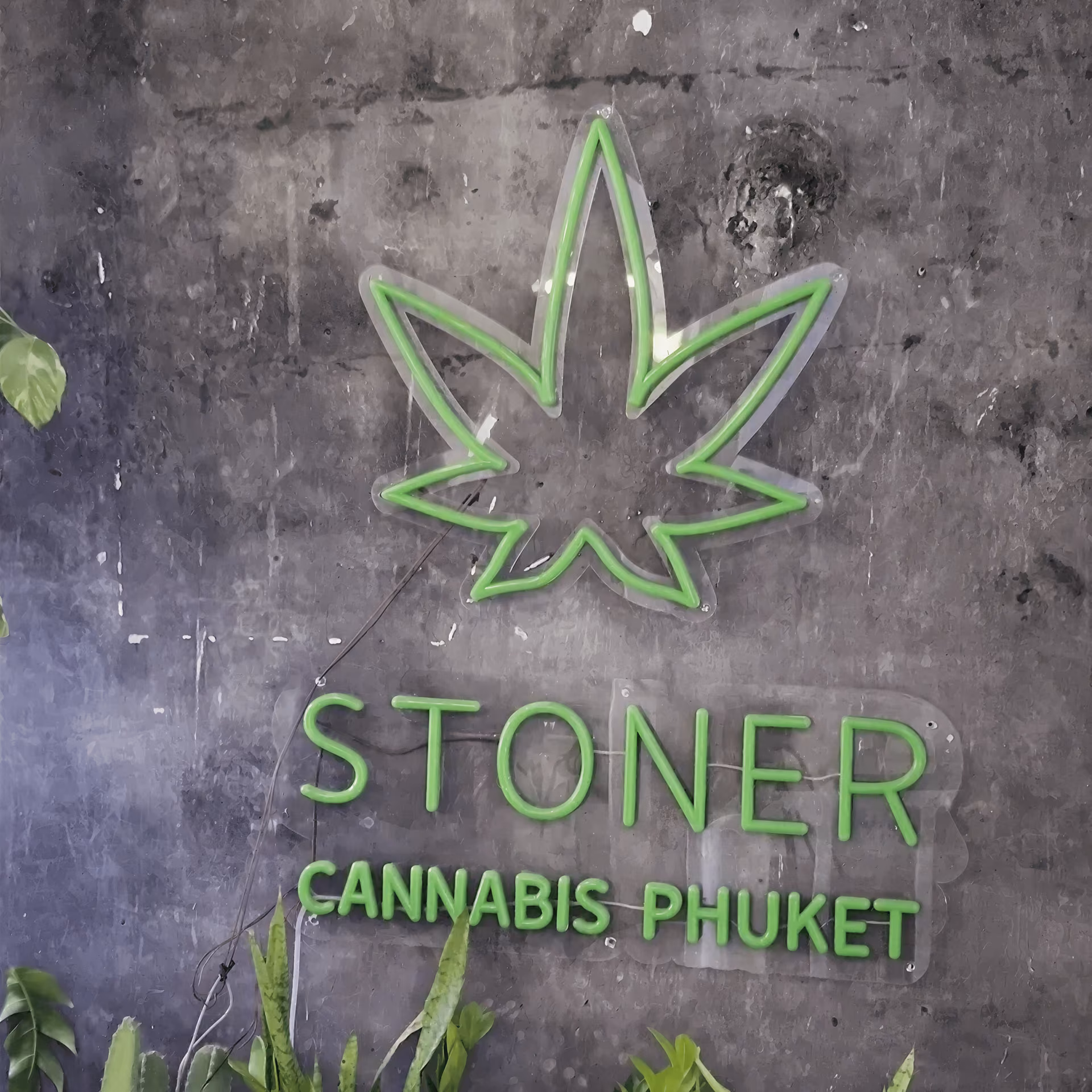 Cannabis Dispensary Stoner in Phuket logo