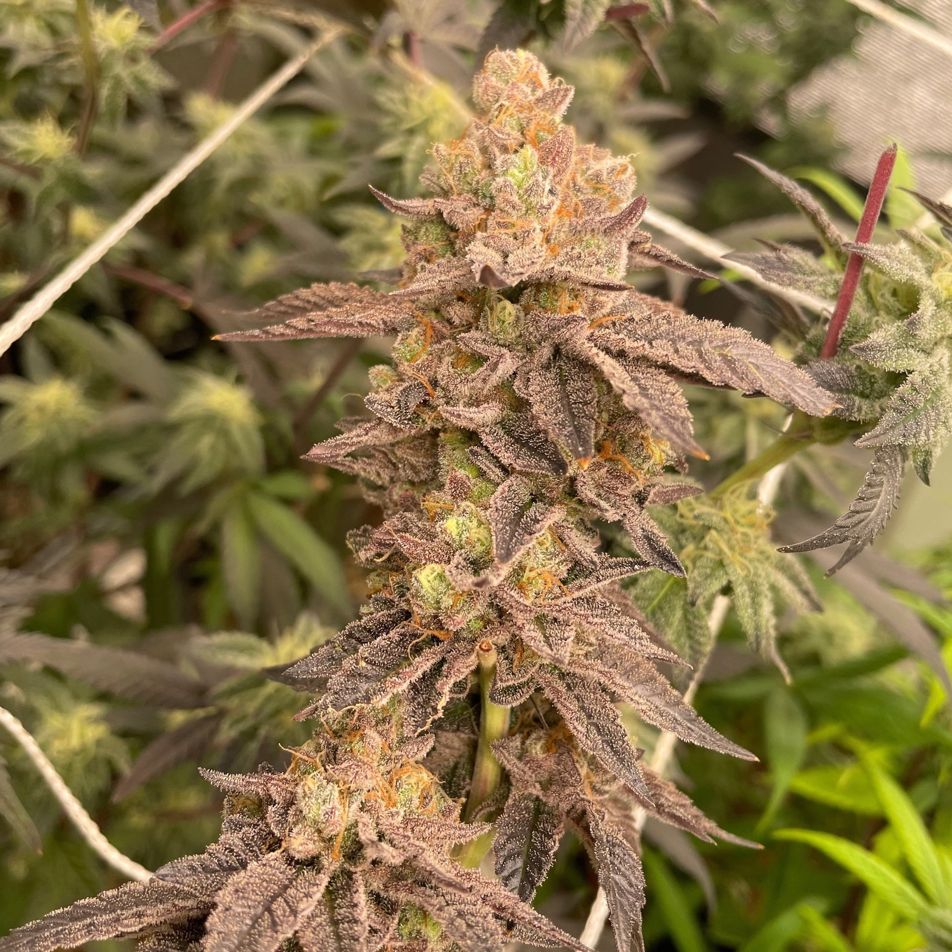 420HippiesGrower