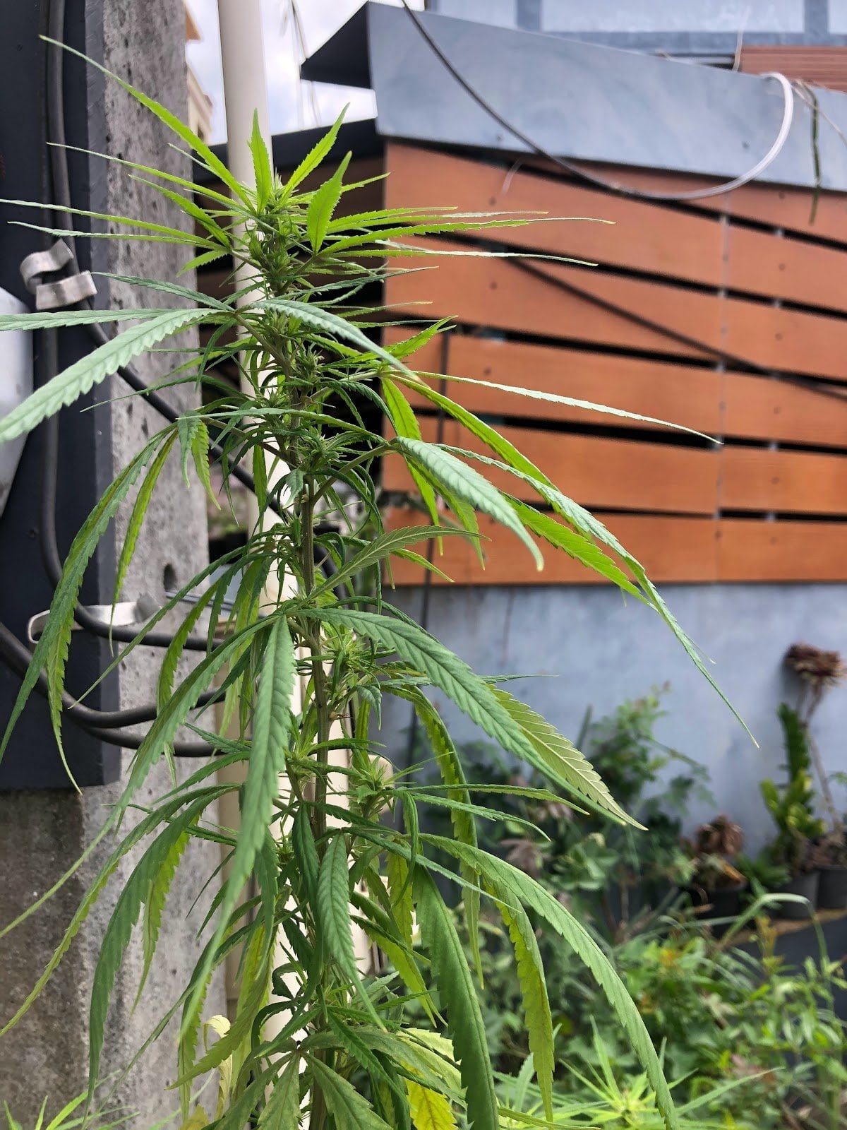 Cannabis Hero