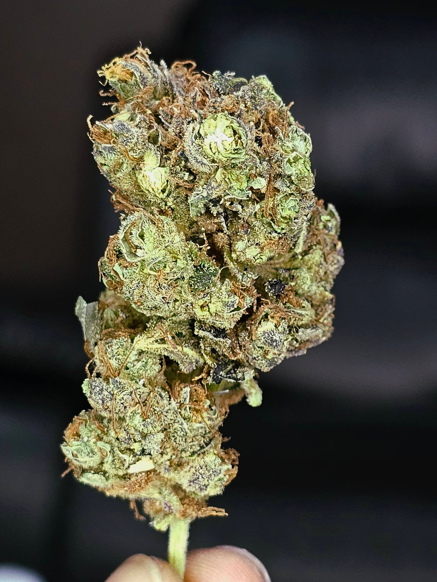 Cannabis Dispensary And Weed Shop In Pattaya