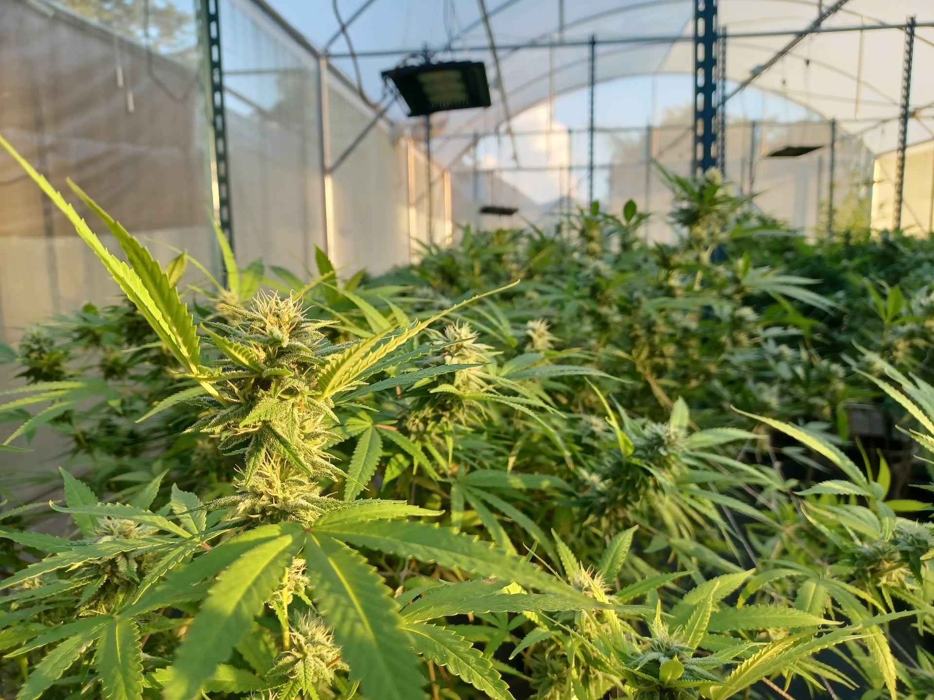 Lafayette Bars & Weed Canabis Farm