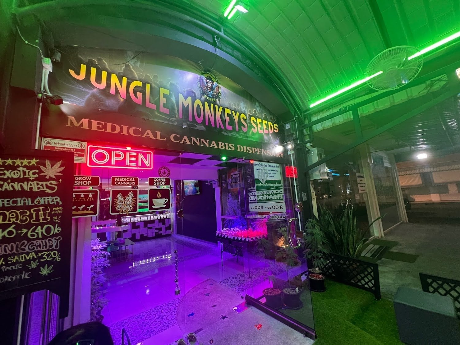 Jungle Monkeys Seeds