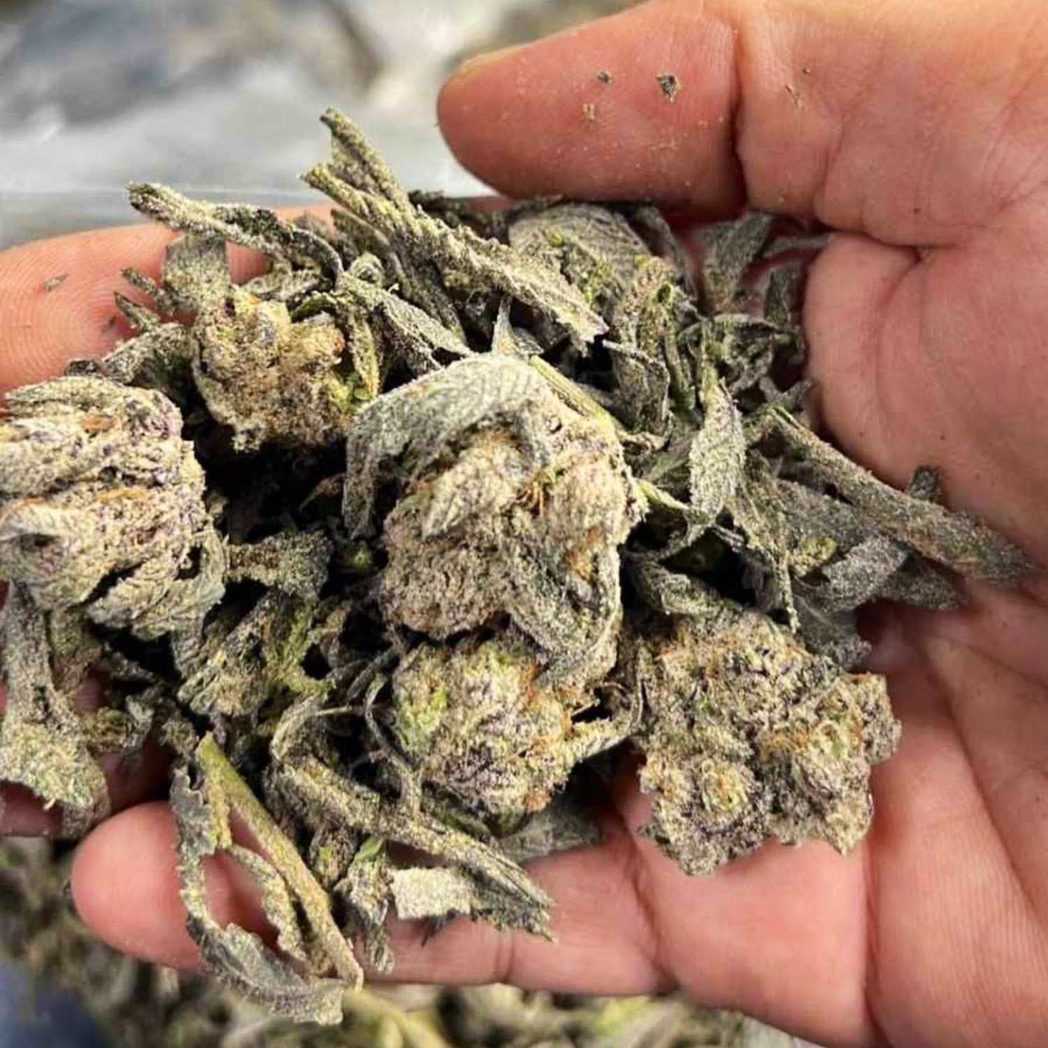 OG Cannabis