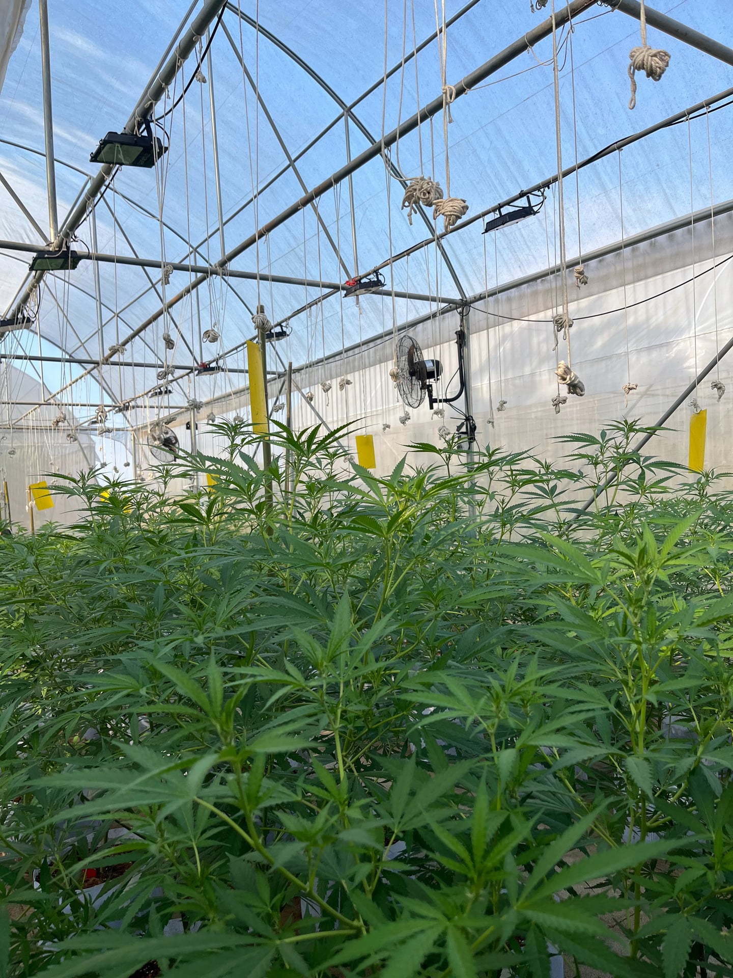 High Harvest Cannabis Gallery Shop & Farm Weed
