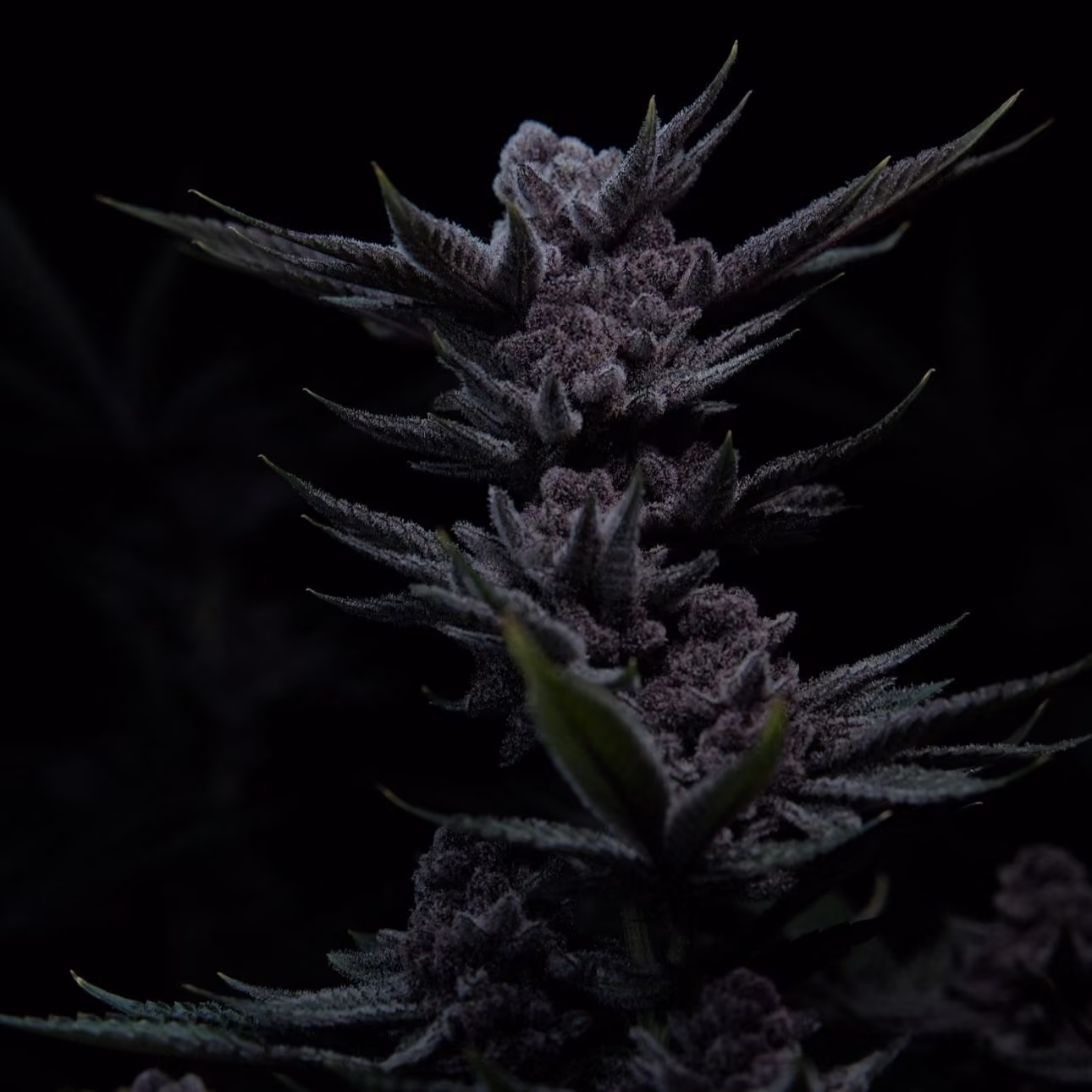 Cannabis Dispensary Space Gardens in Phuket logo
