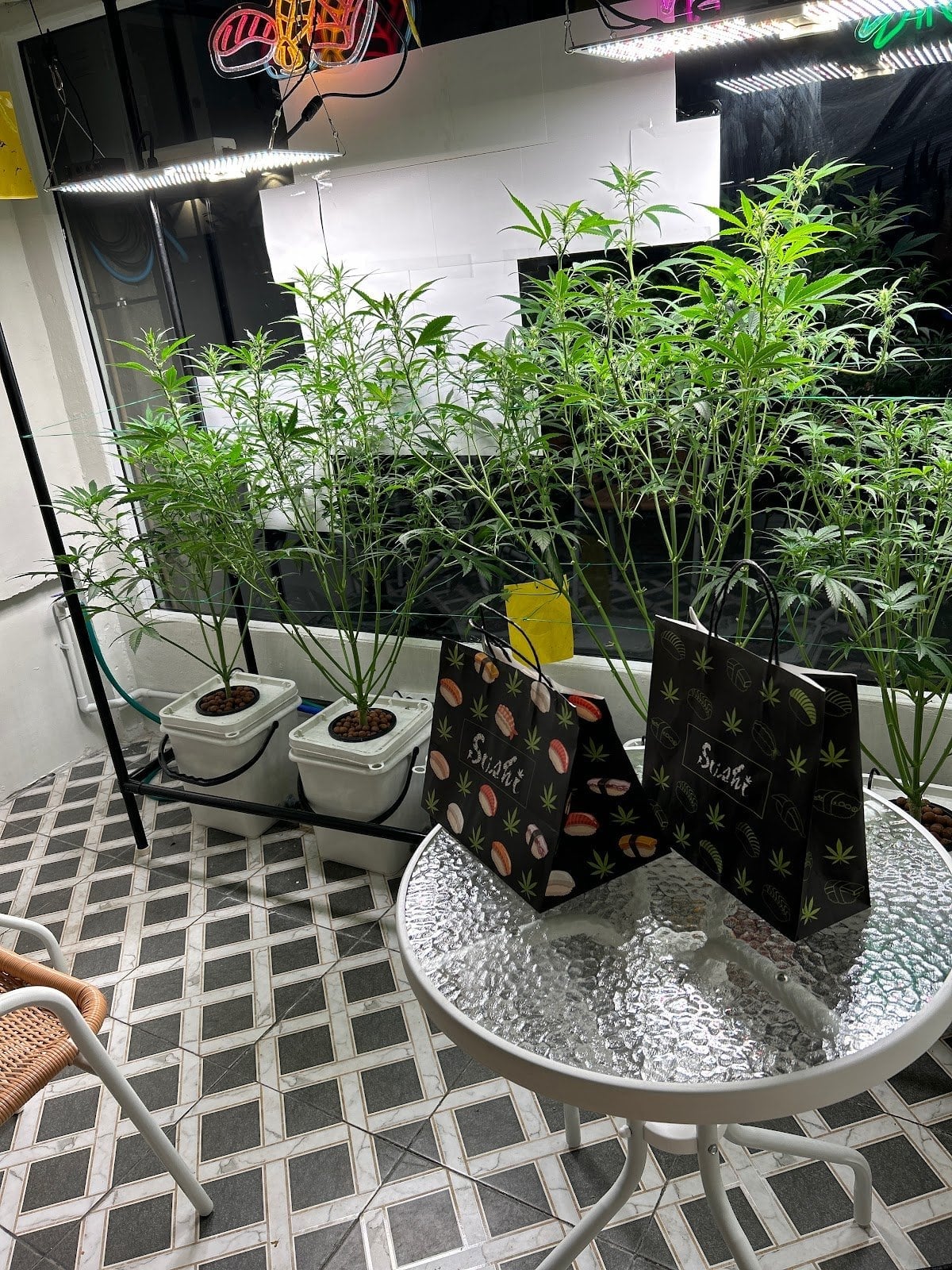 Cannabis Shop Sushi Seed.Weed.Vape.edible.delivery