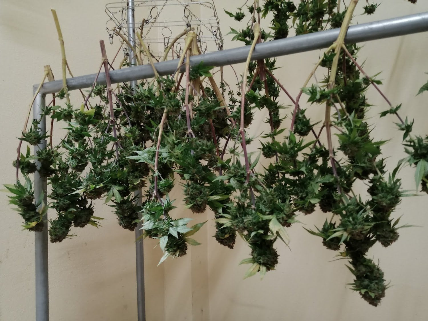 PeaceGarden 420