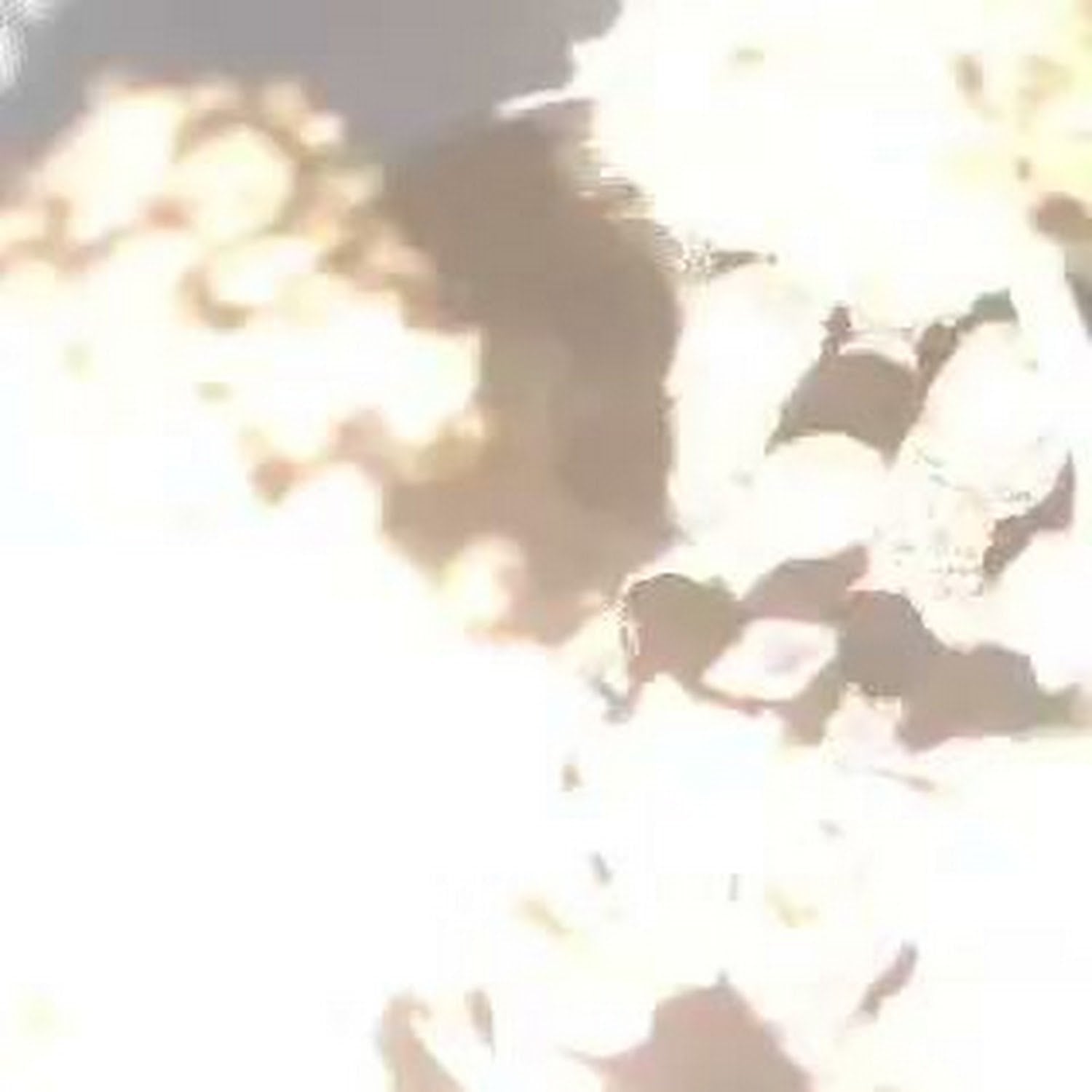 Cannabis Dispensary TFT Cannabis Farm in Nonthaburi logo
