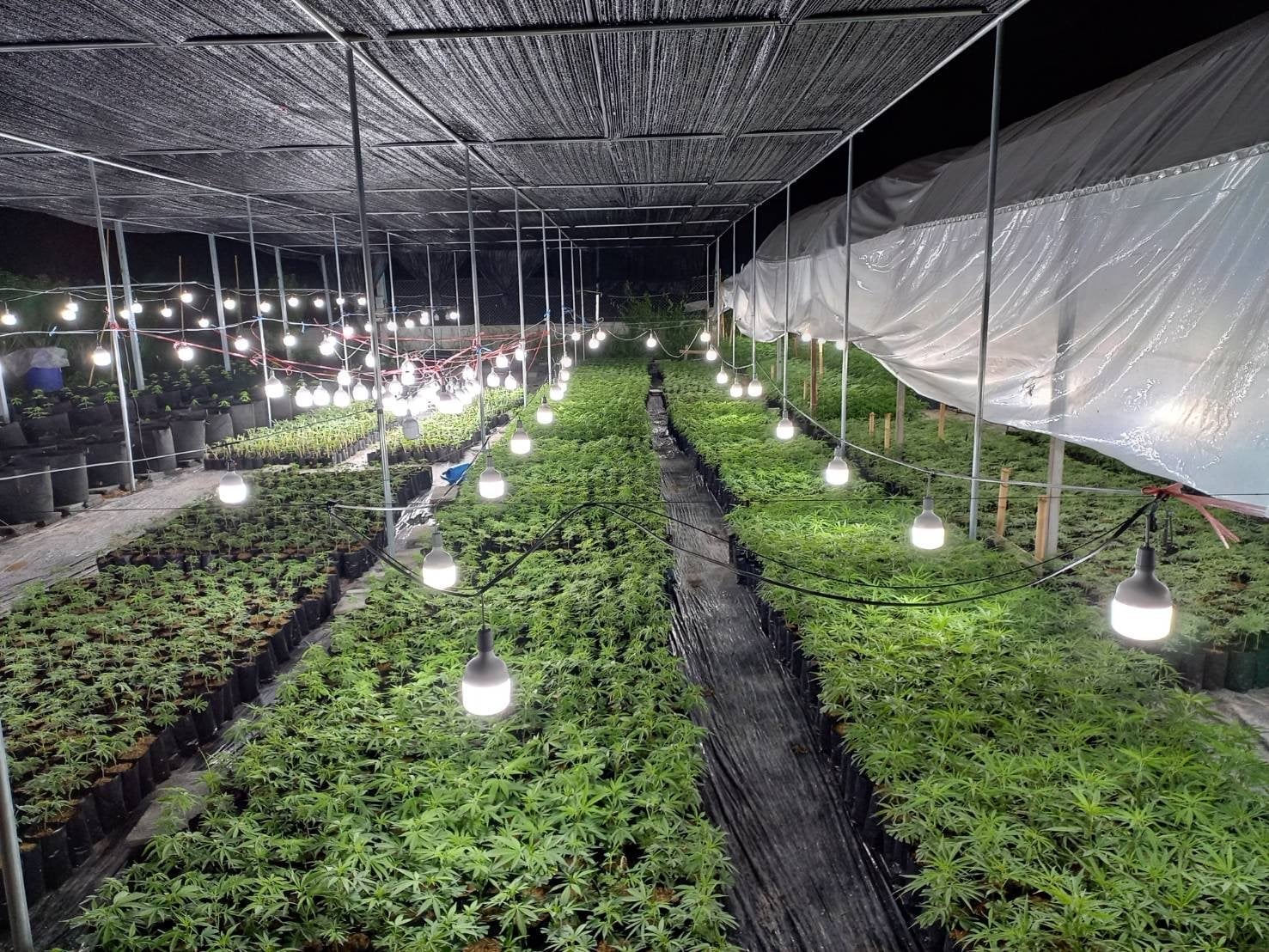 Healthy Choice Farm