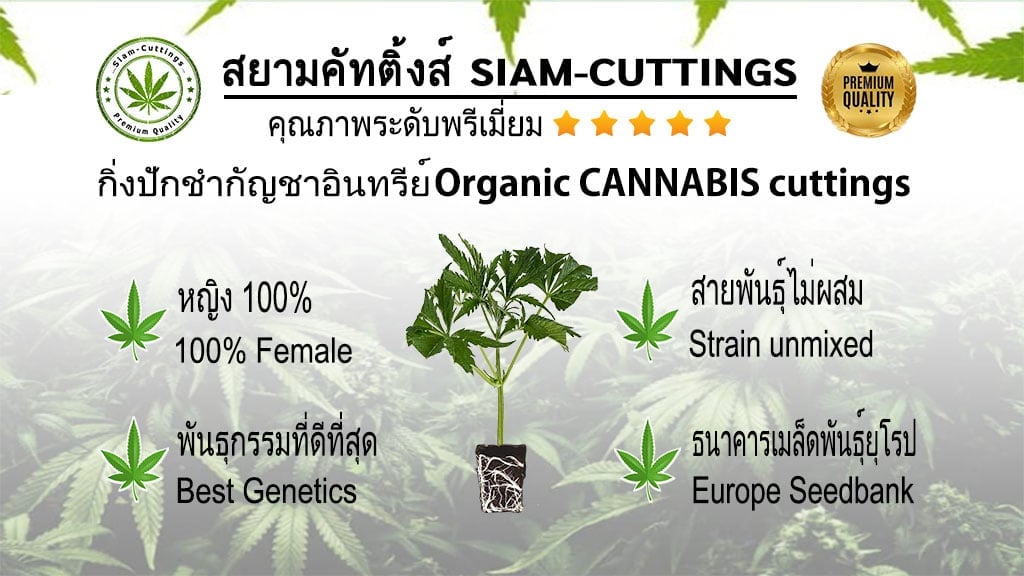 Siam-cuttings