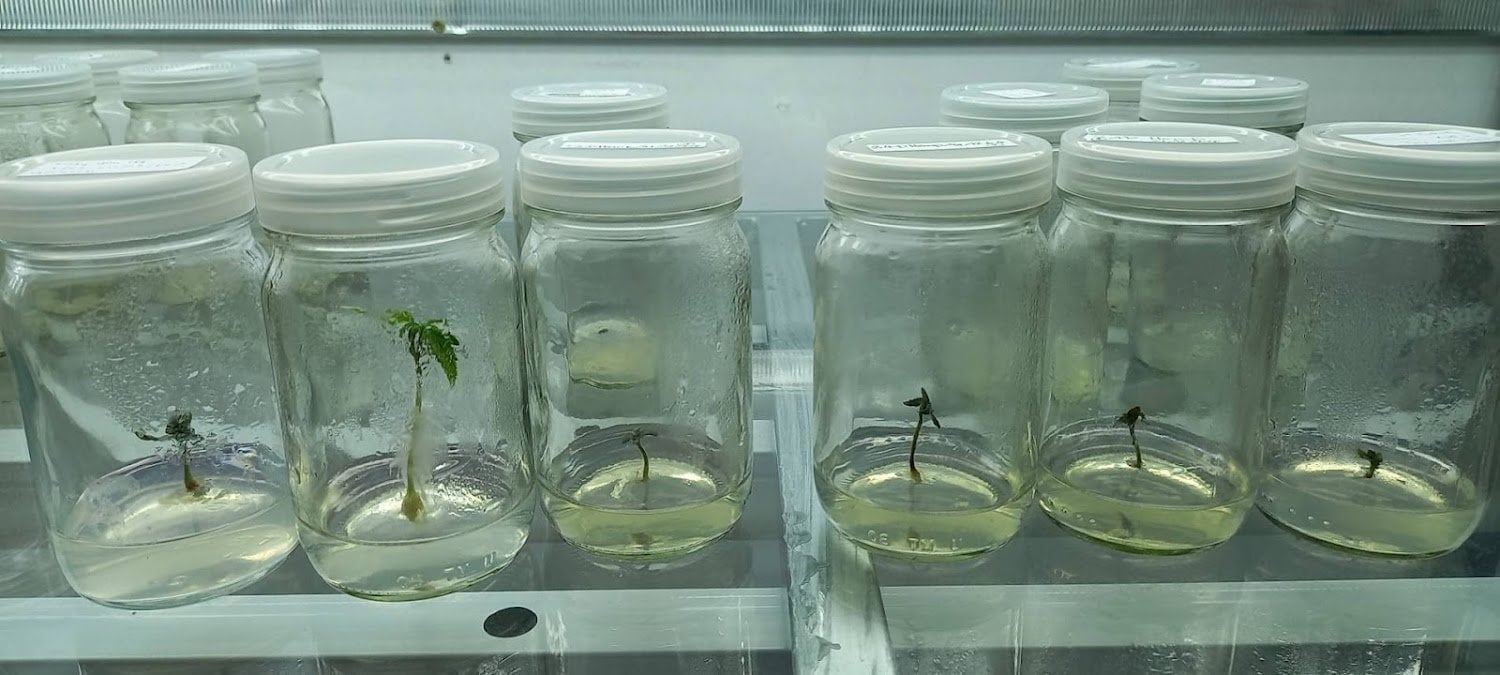 Plant Tissue Culture N Bualamphu