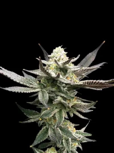 The Right Global Trading Co.,Ltd. RGTcannabis Farm
