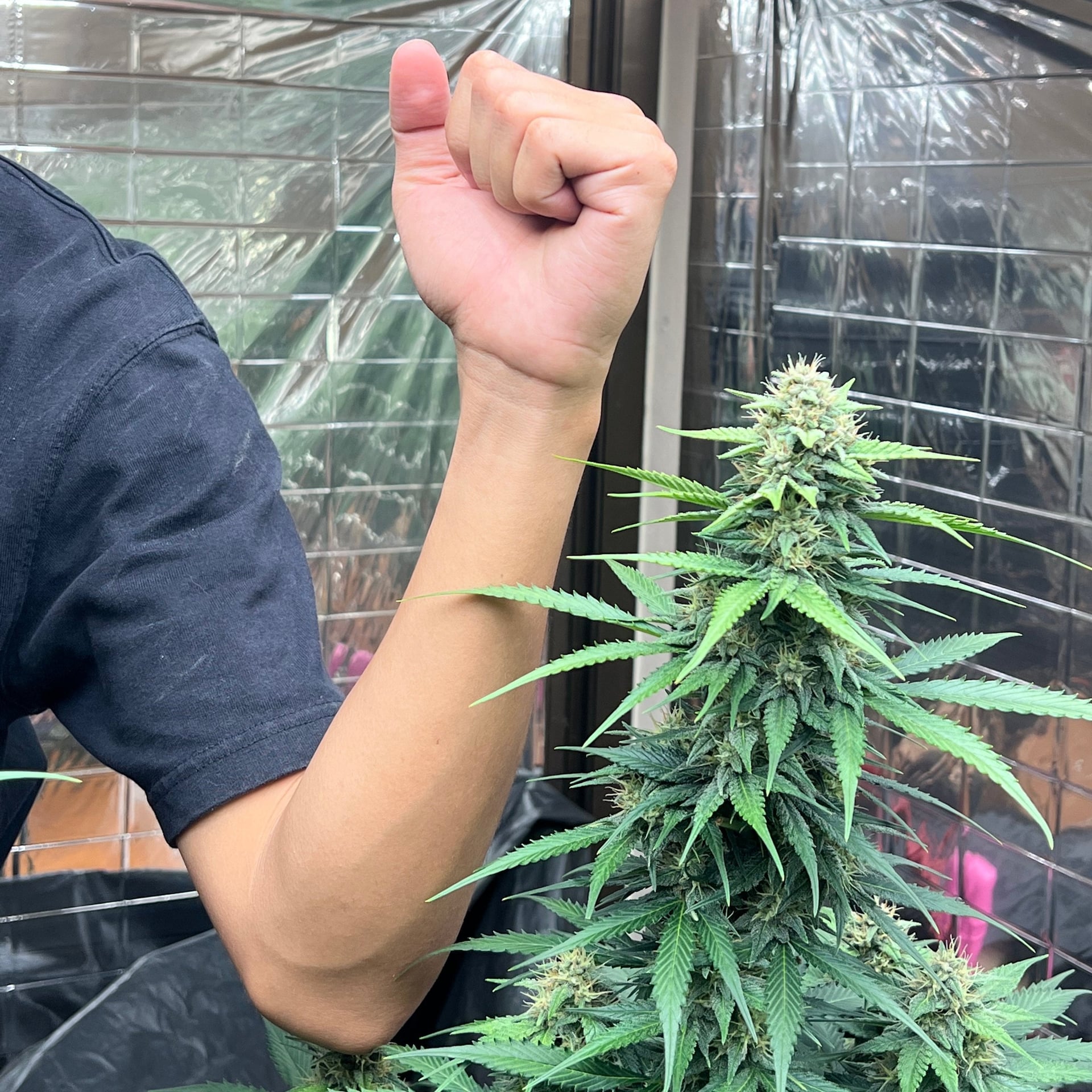 Let'S Get High CNX Branch2 Cannabis Store Marijuana Weed