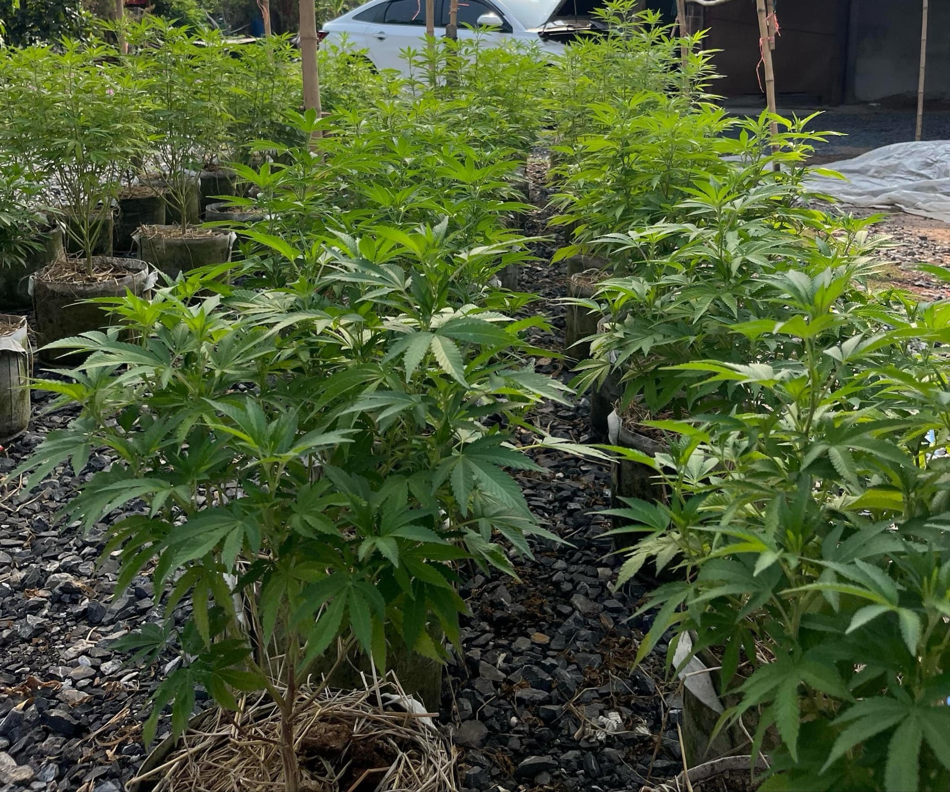 Cannabis By P.O.G