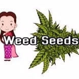 Cannabis Dispensary Weed Seeds in Bangkok logo