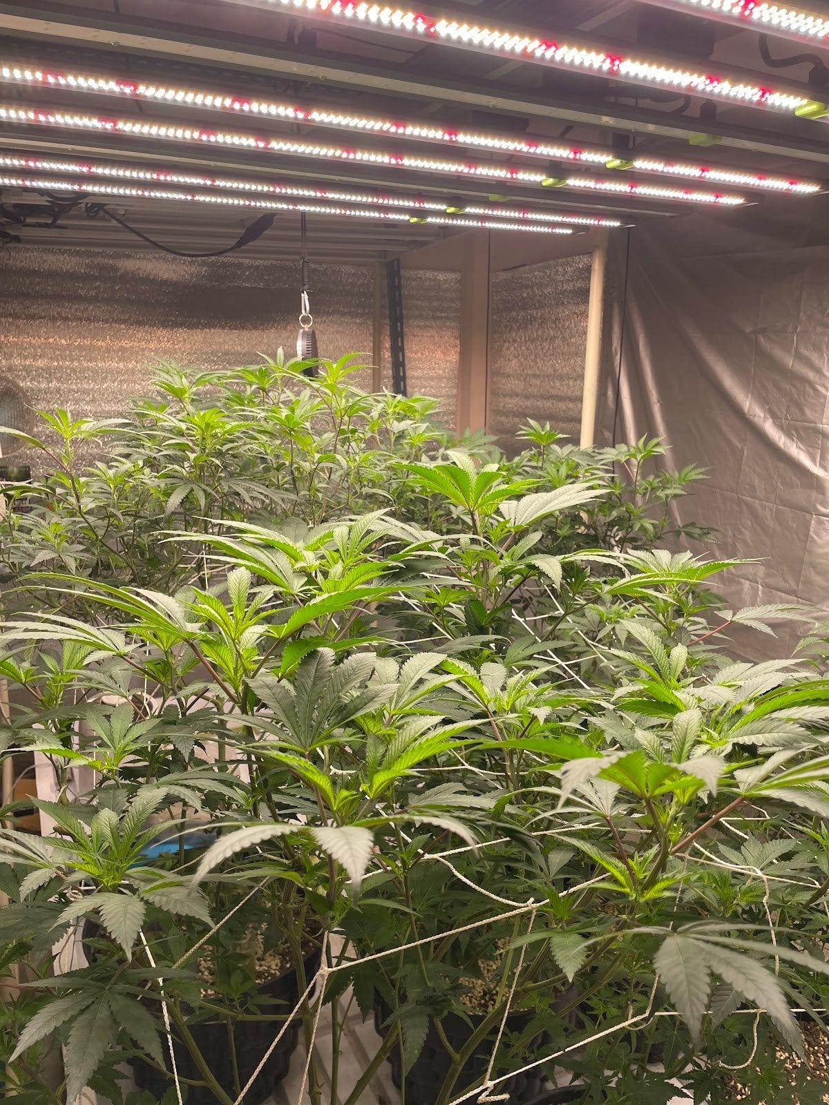 Marty Chop2 Cannabis Weed