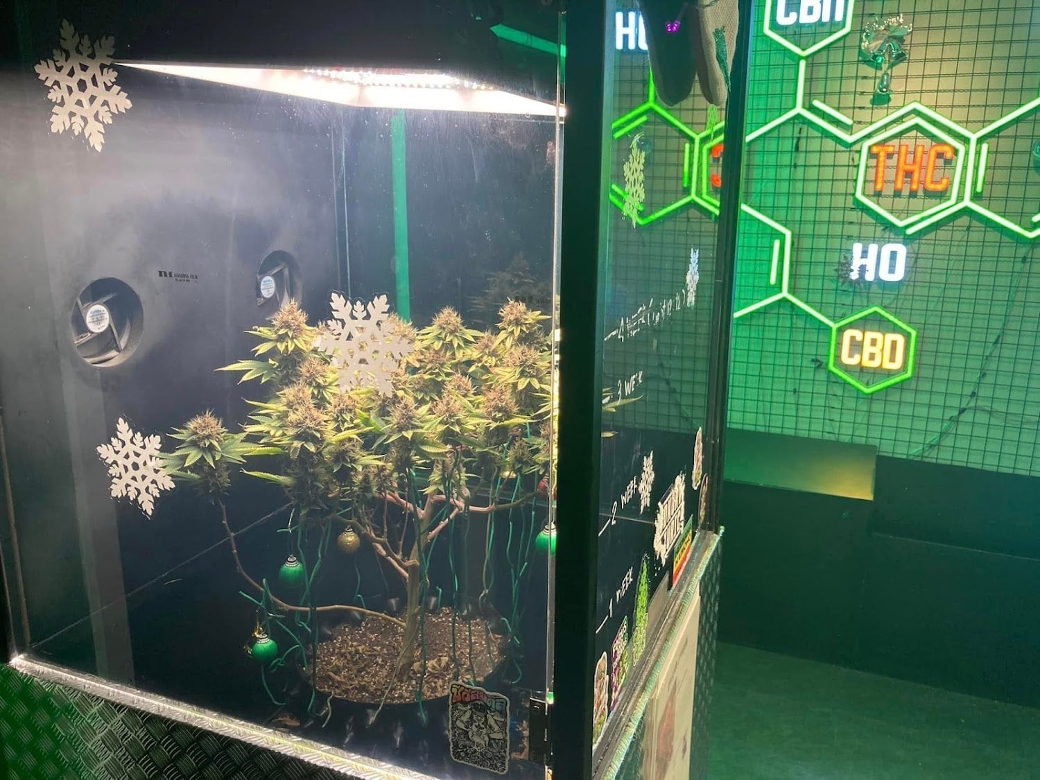 CBG Khaosan By Buddy Grow