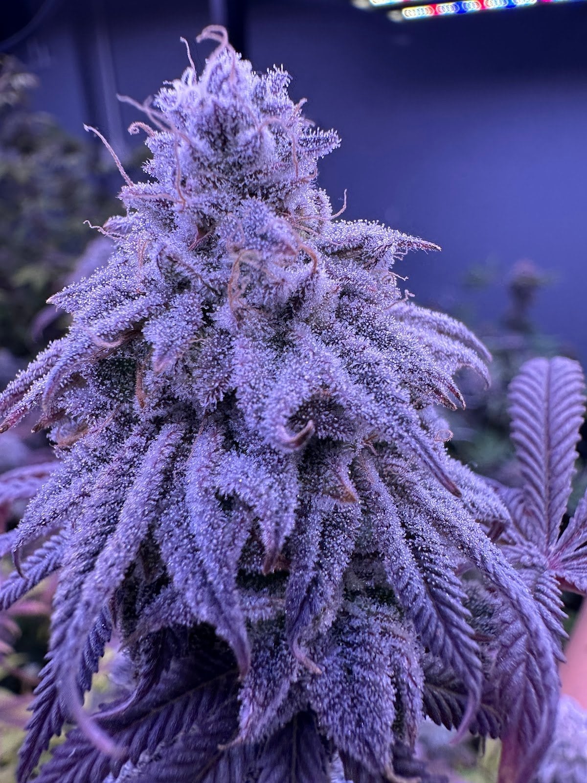 MineCannabis Bangsaphan