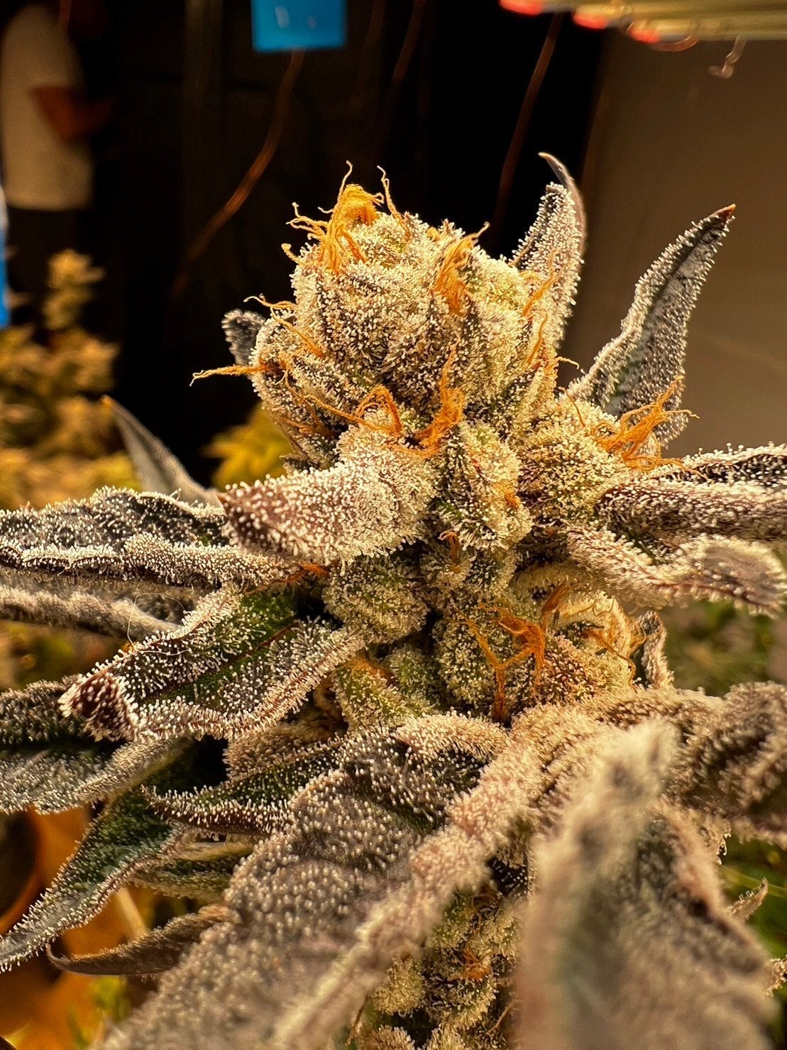 Astrolab Weed Delivery