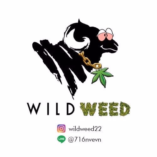 Cannabis Dispensary Wild Weed in Chiang Mai logo