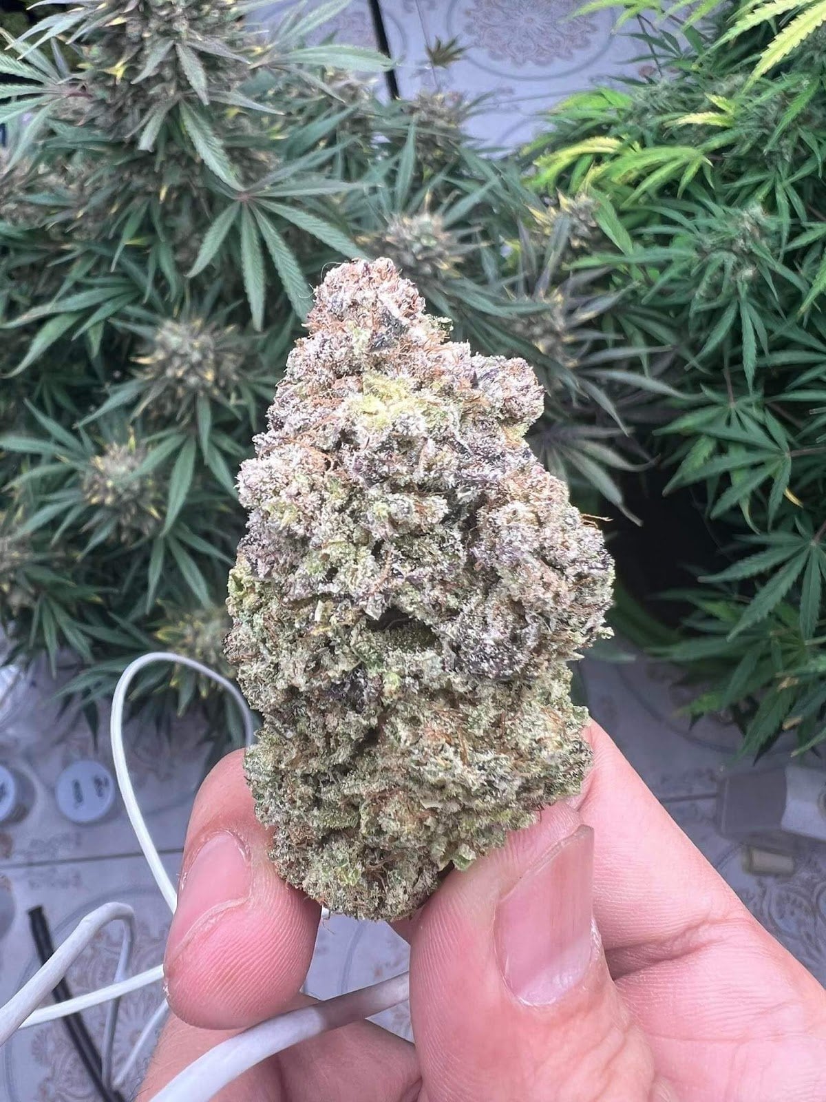 Octagrams Cannabis Dispensary Shop CNX
