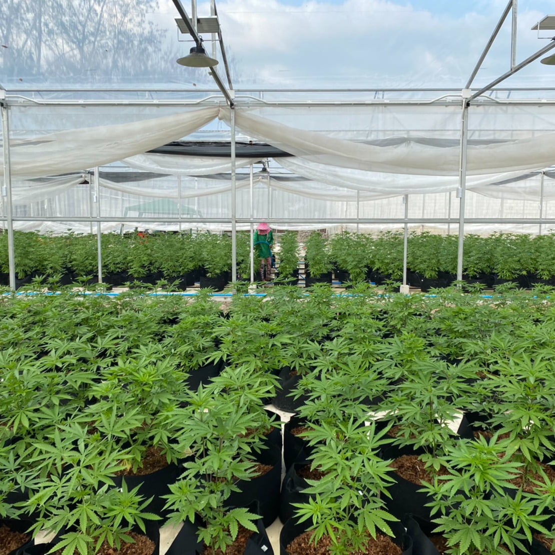 Baansuan Phuket Cannabis Center
