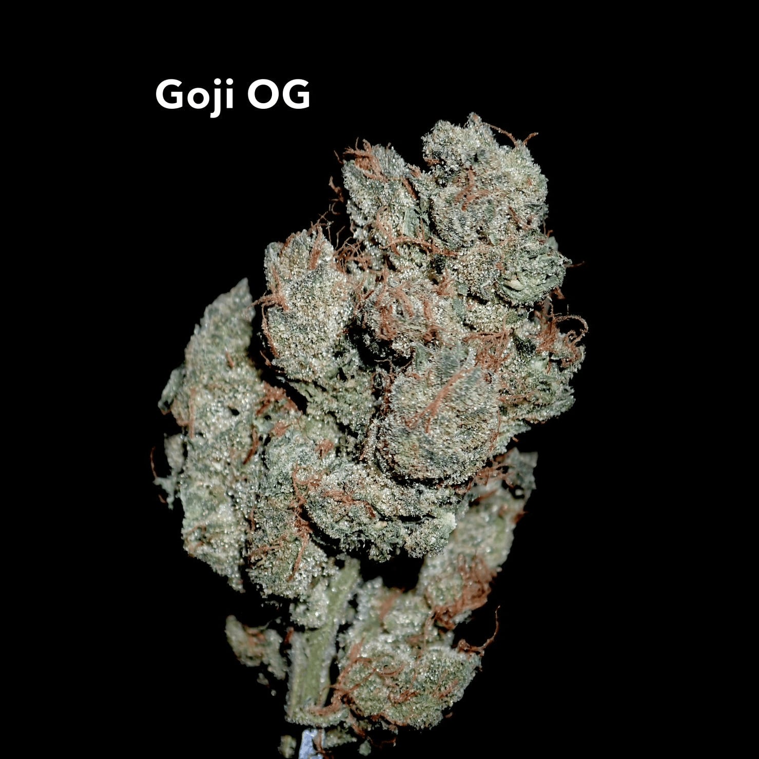 Bangkokの大麻ショップ Cannabis Ladprao26 ロゴ