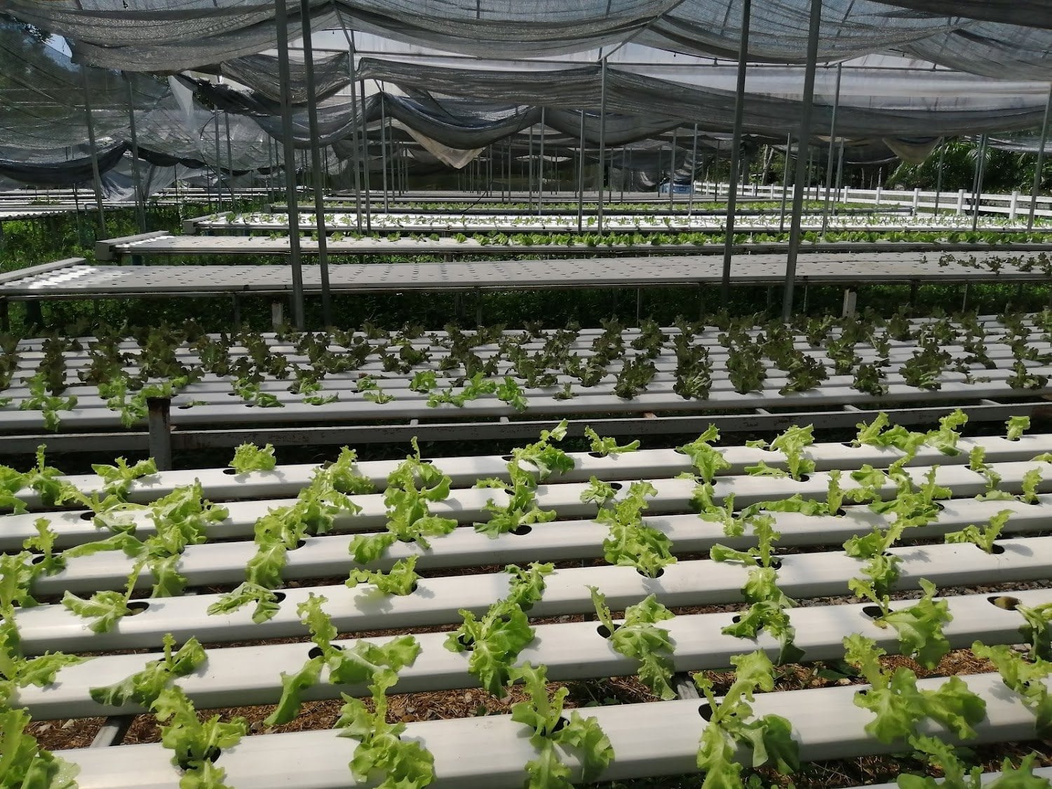 Khichch Kut Xxrkaeni Kh Farm Khichch Kut Farm