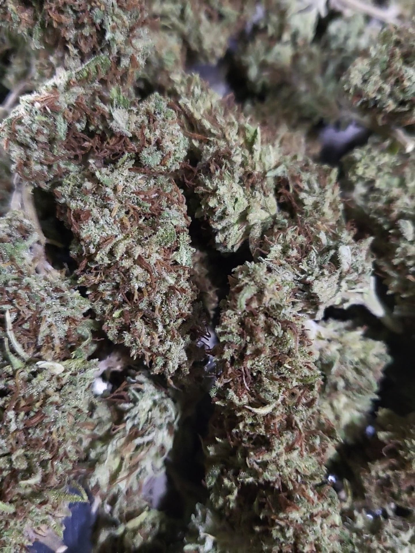 Nong Kung Weed