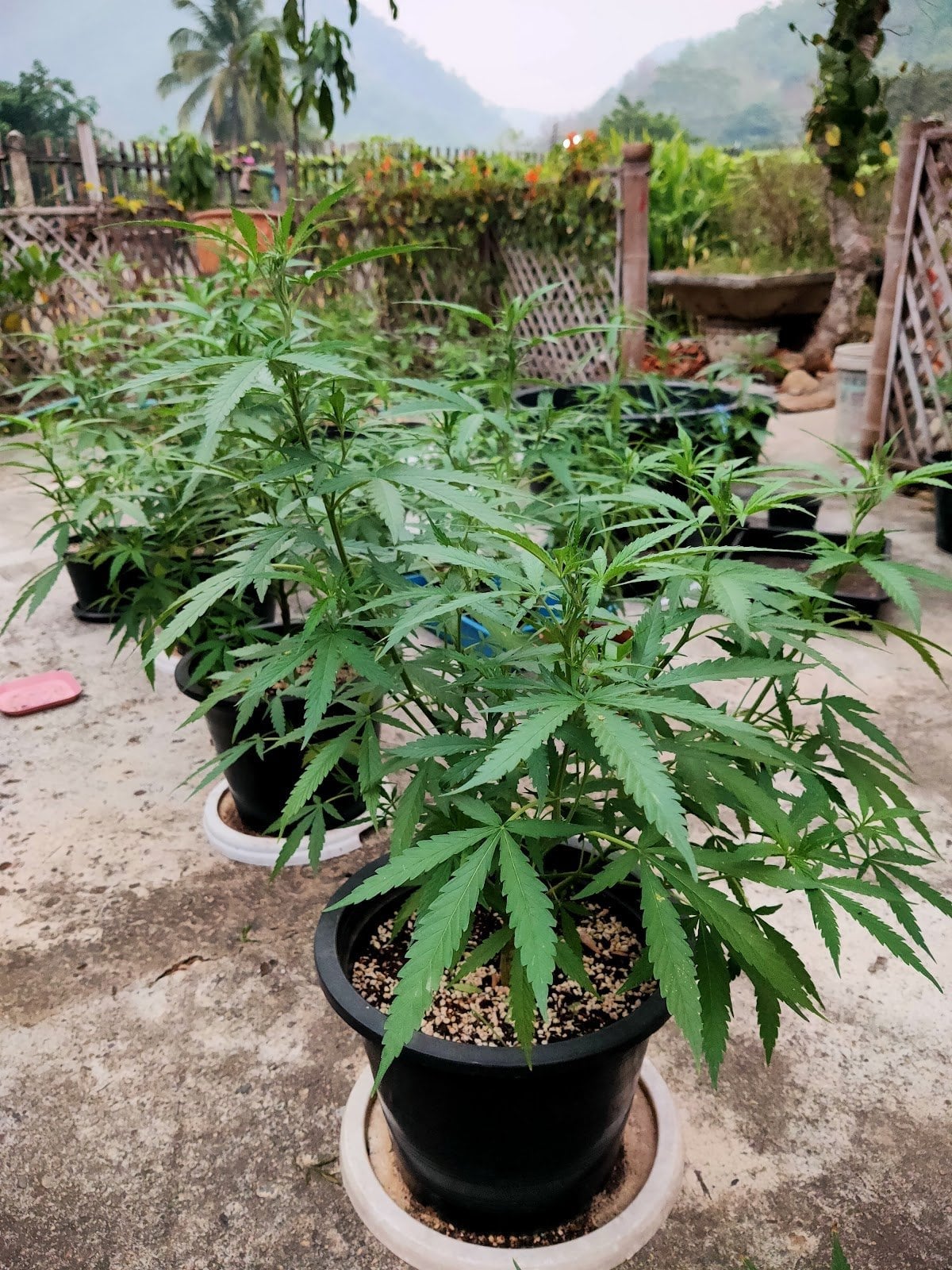 Pp Cannabis