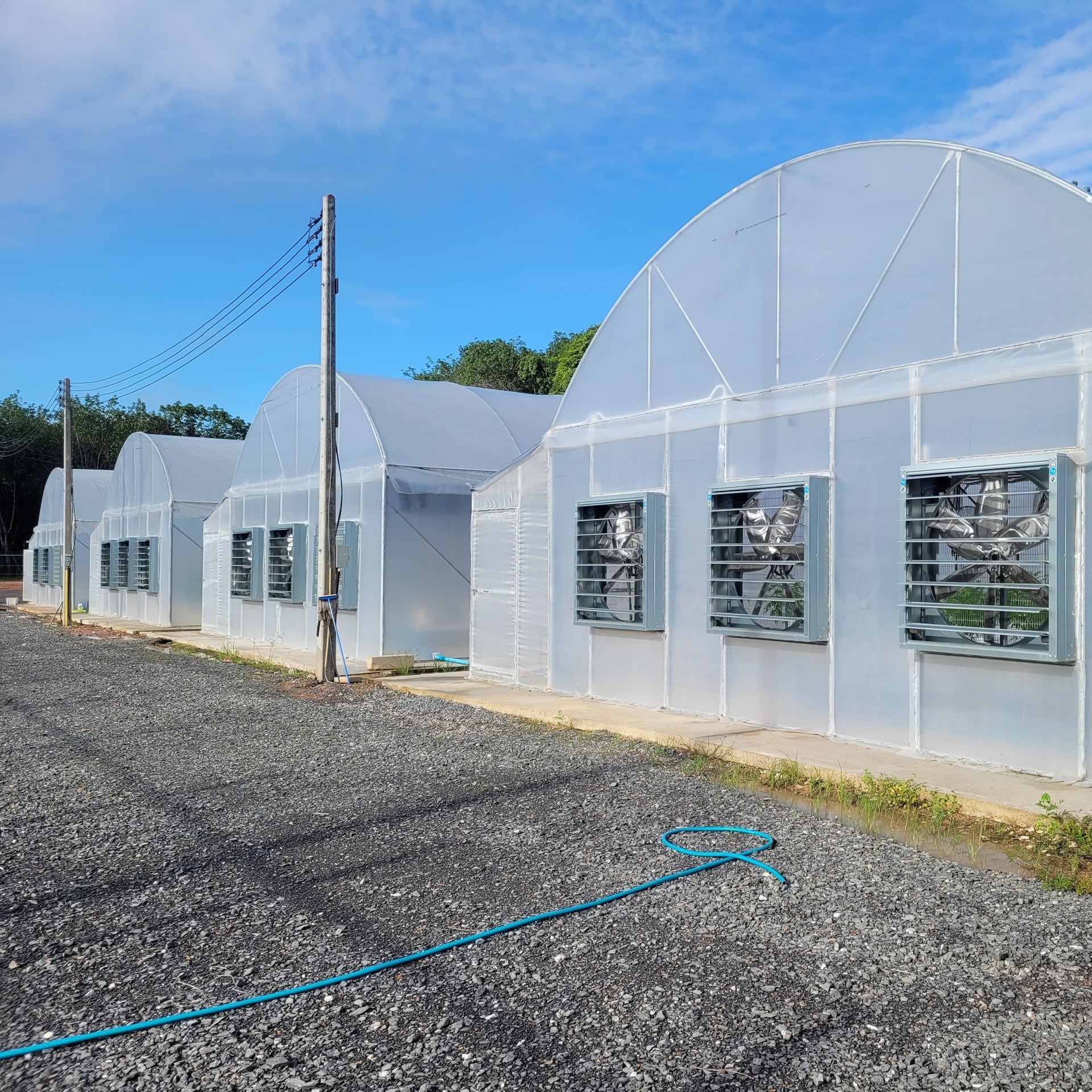 CBD Cannabis Farm