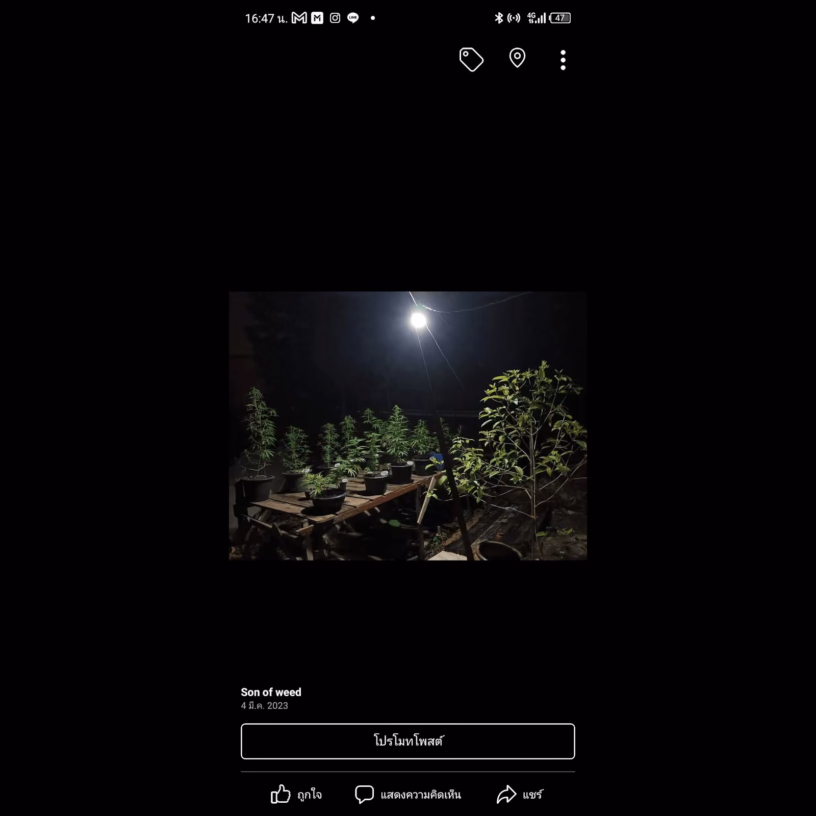 大麻店铺 Son Of Weed 标志